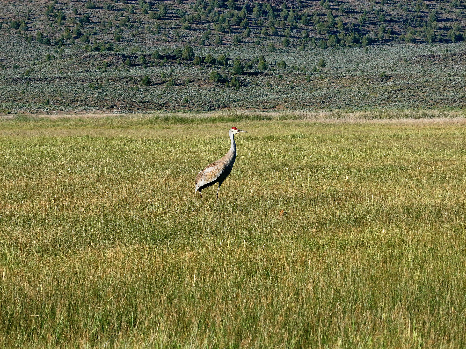 Headwater Ranch property picture 72 of 98