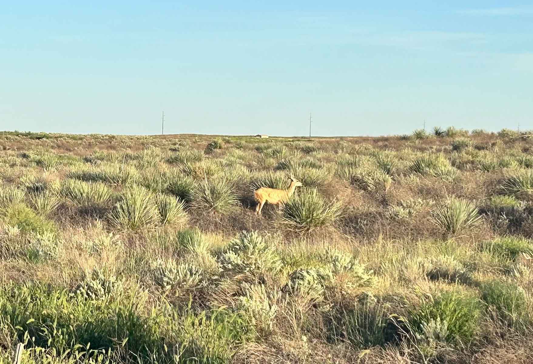Oasis Irrigated, Pasture and Hunting Land property picture 3 of 40