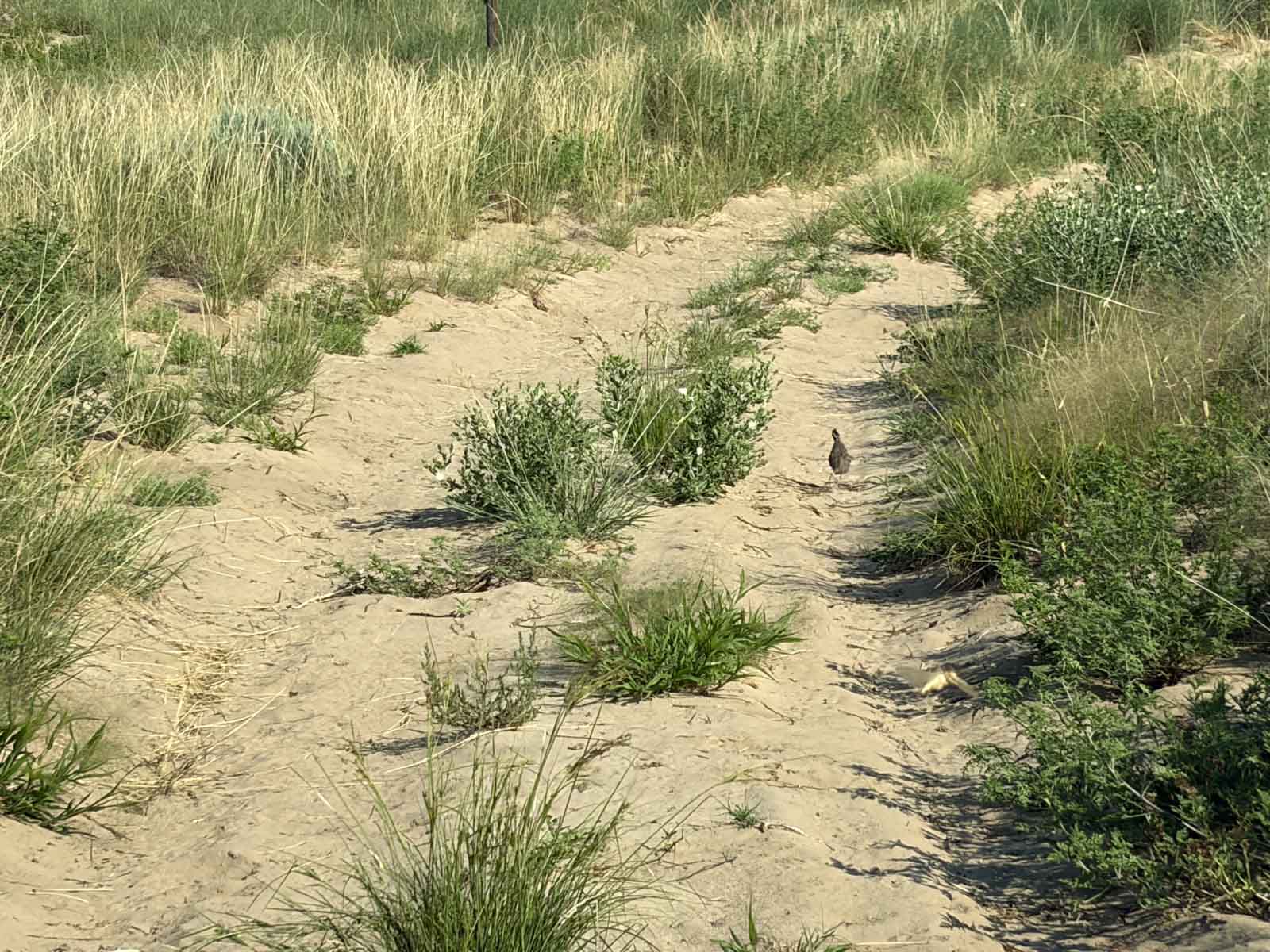Oasis Irrigated, Pasture and Hunting Land property picture 30 of 39