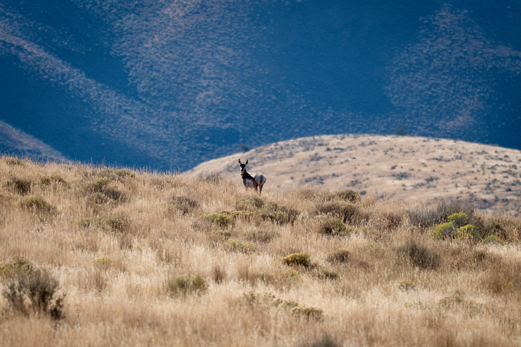 Ironside Mountain Ranch property picture 23 of 54