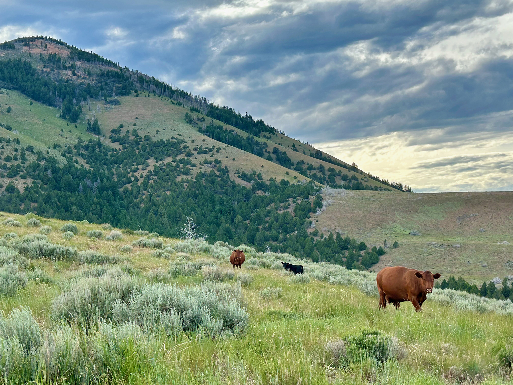 Ironside Mountain Ranch property picture 49 of 54