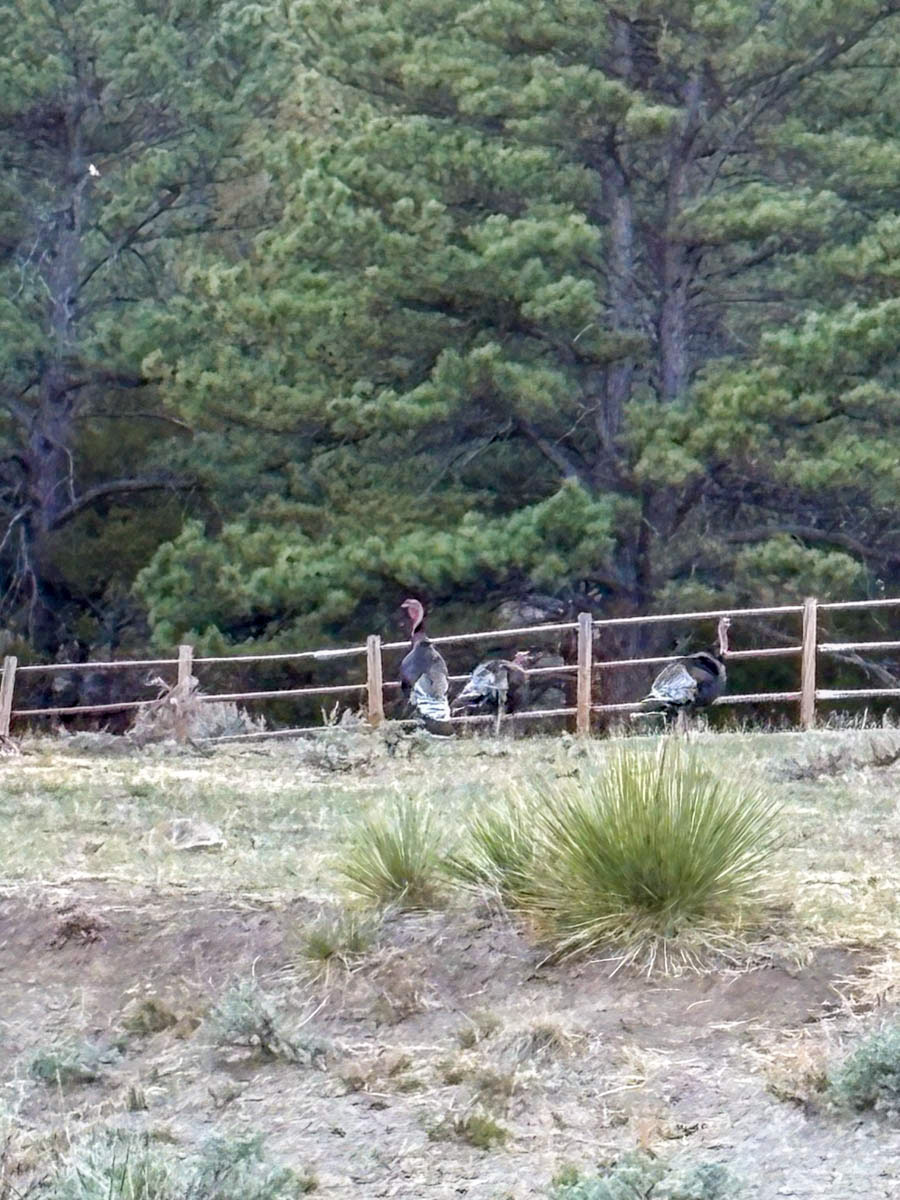 Shadow Rock property picture 31 of 45
