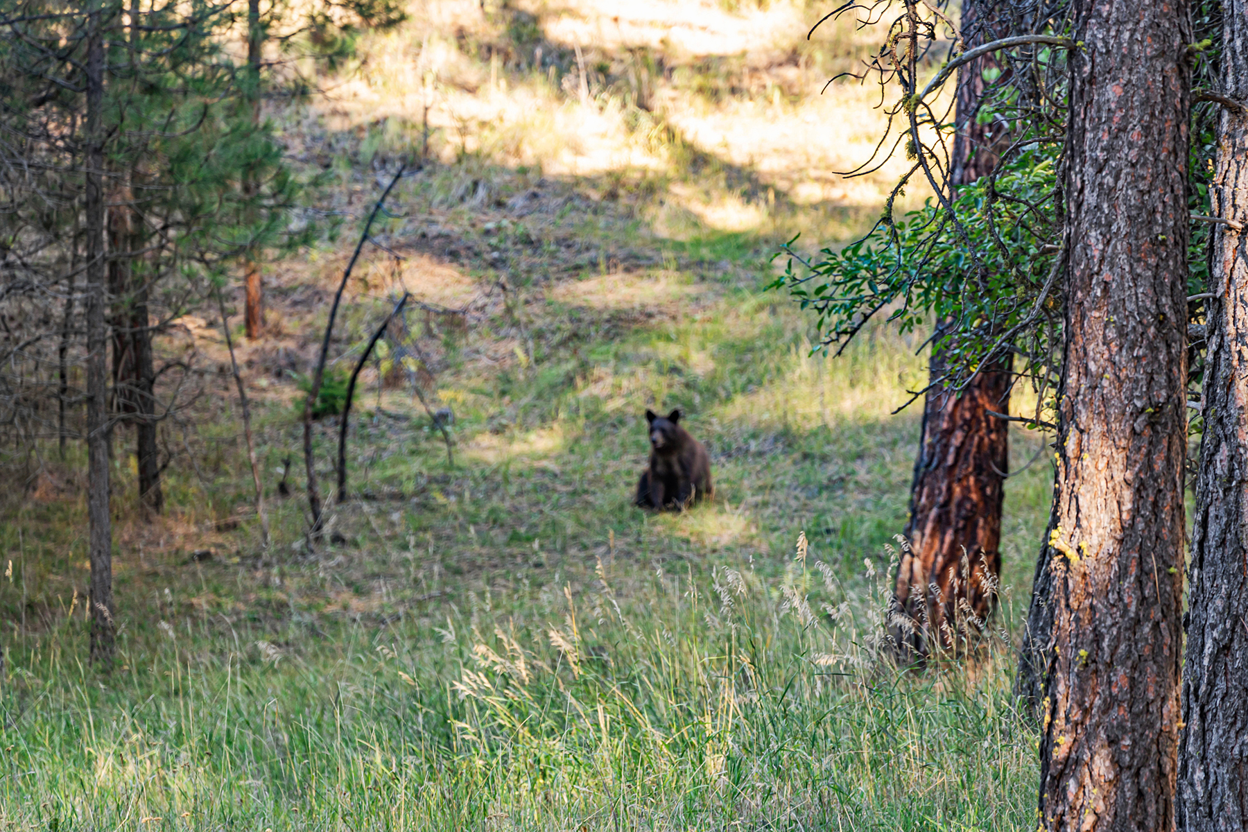 Powwatka Ranch property picture 26 of 85
