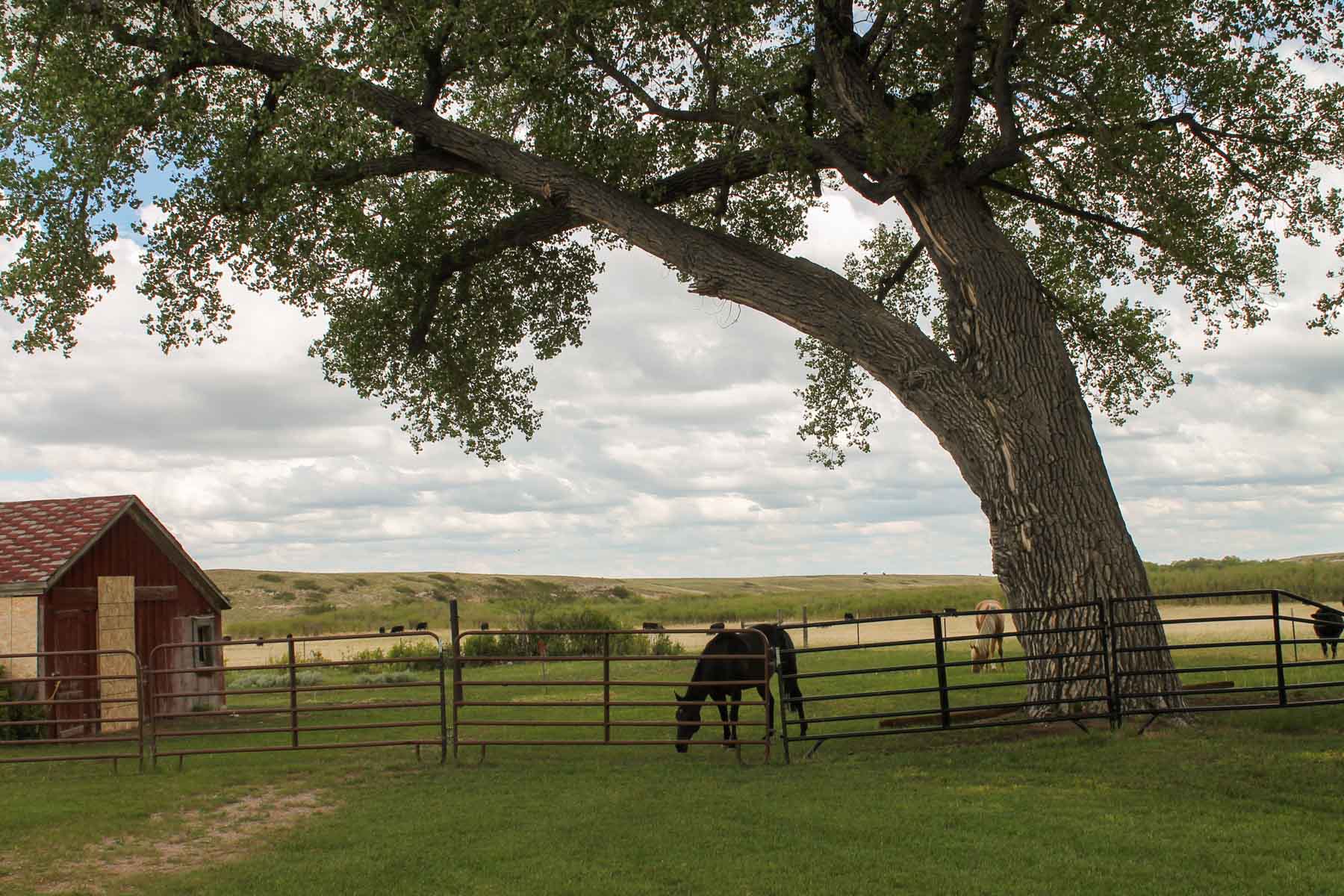 Horse Creek Vista property picture 1 of 19