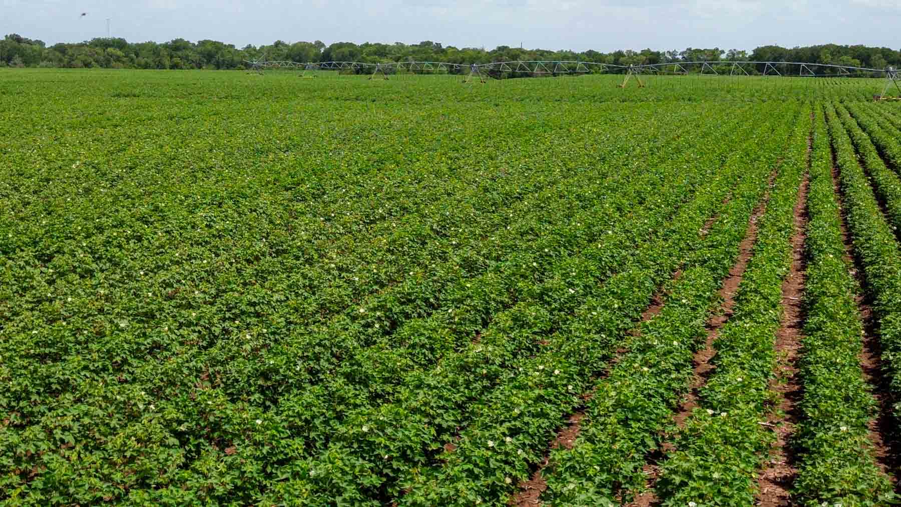 Sims Lane Irrigated Farm property picture 16 of 26