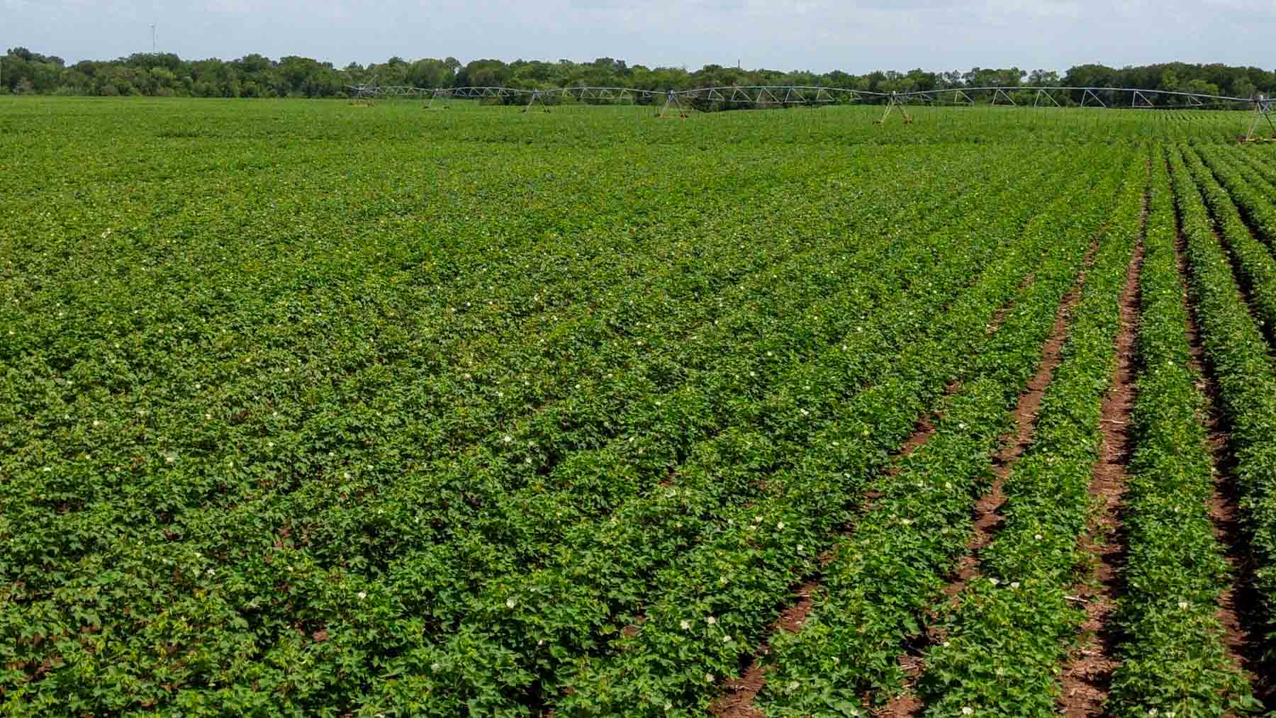 Sims Lane Irrigated Farm property picture 21 of 26