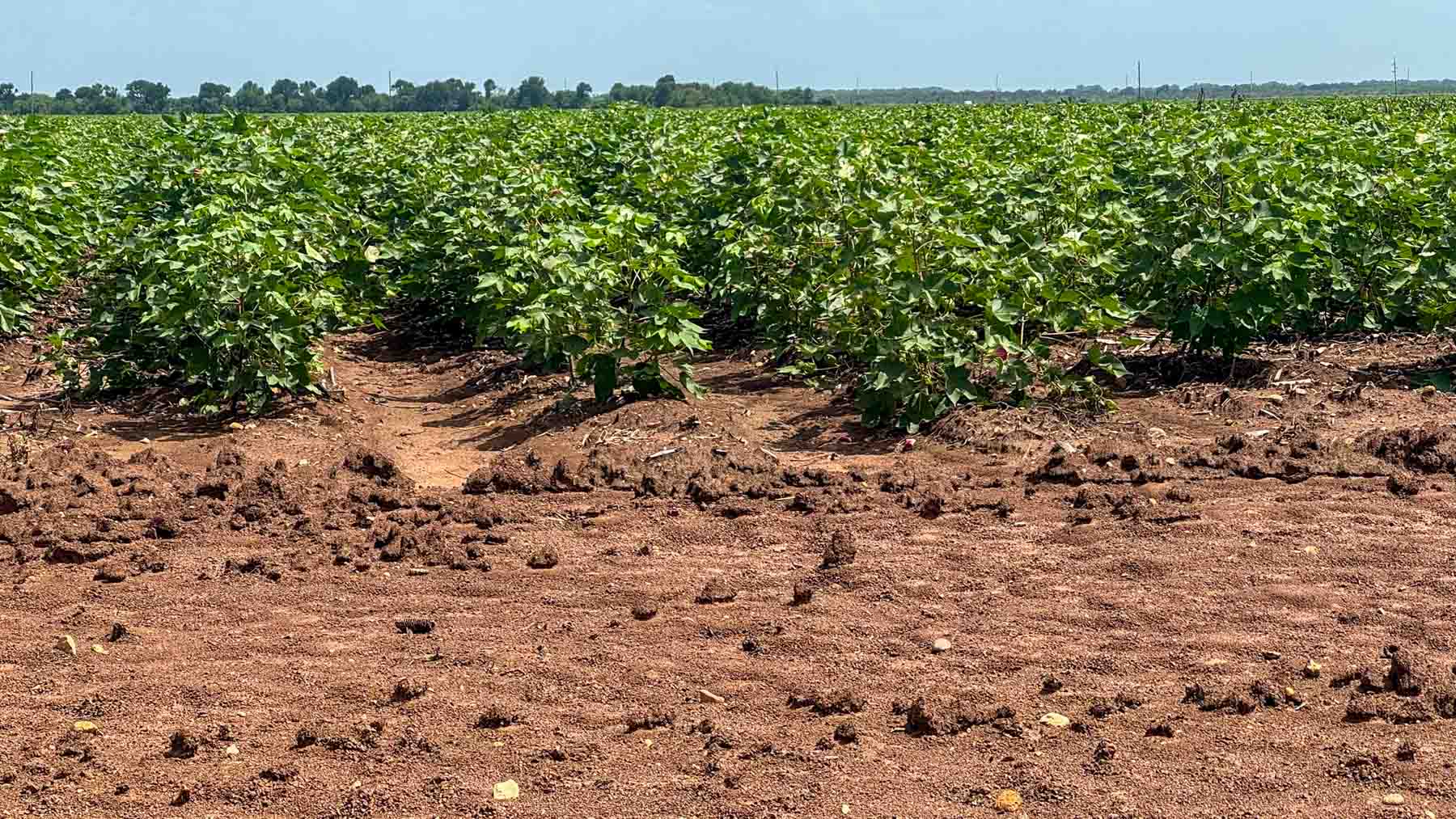 Sims Lane Irrigated Farm property picture 2 of 26