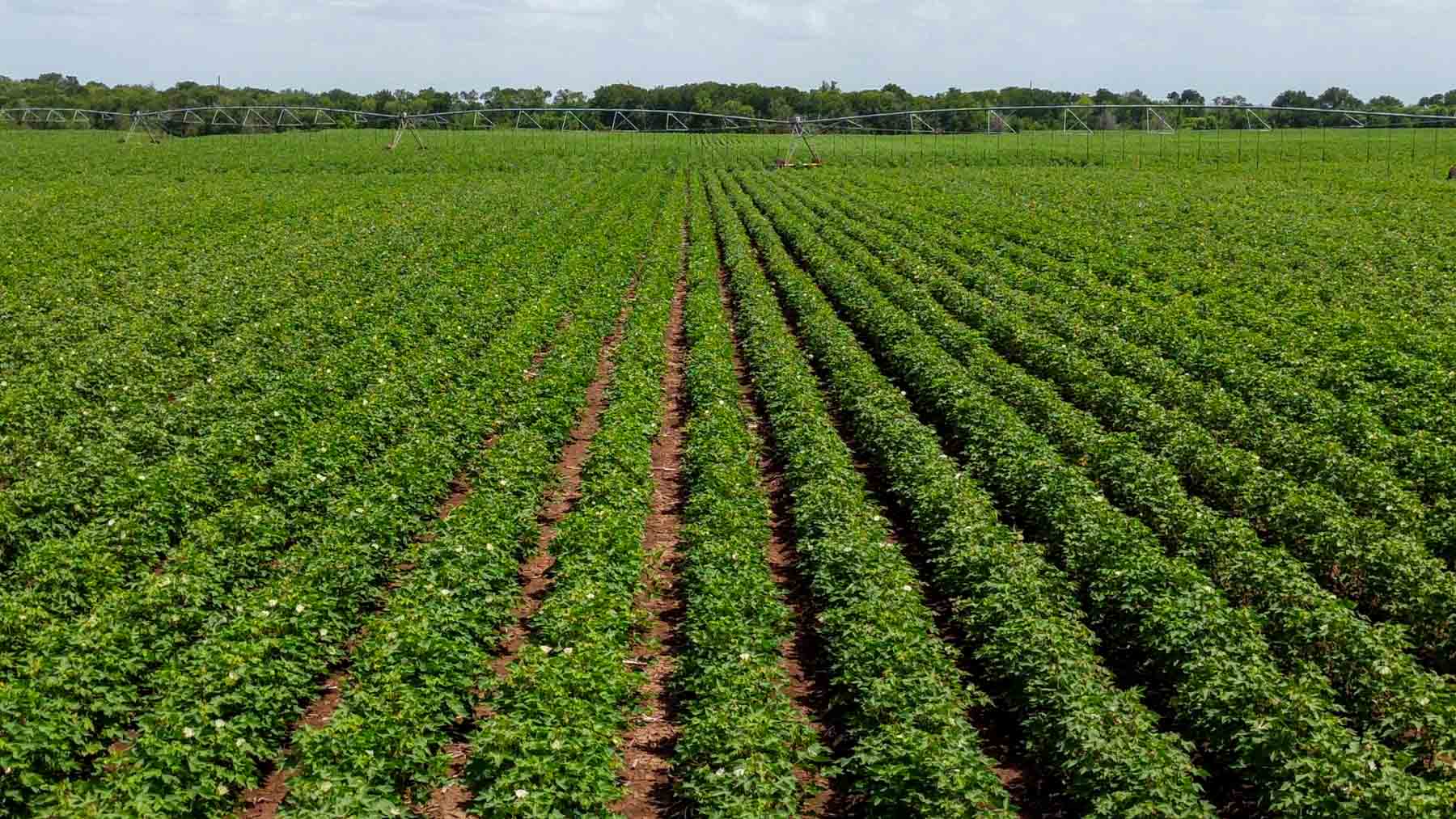 Sims Lane Irrigated Farm property picture 15 of 26
