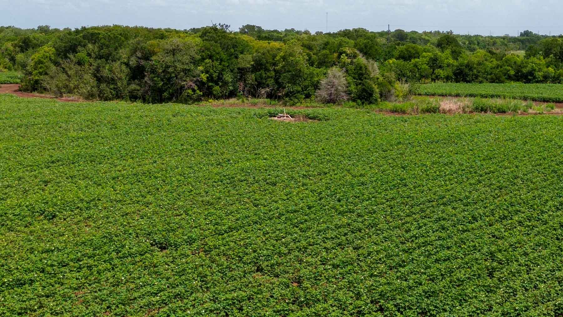 Sims Lane Irrigated Farm property picture 8 of 26