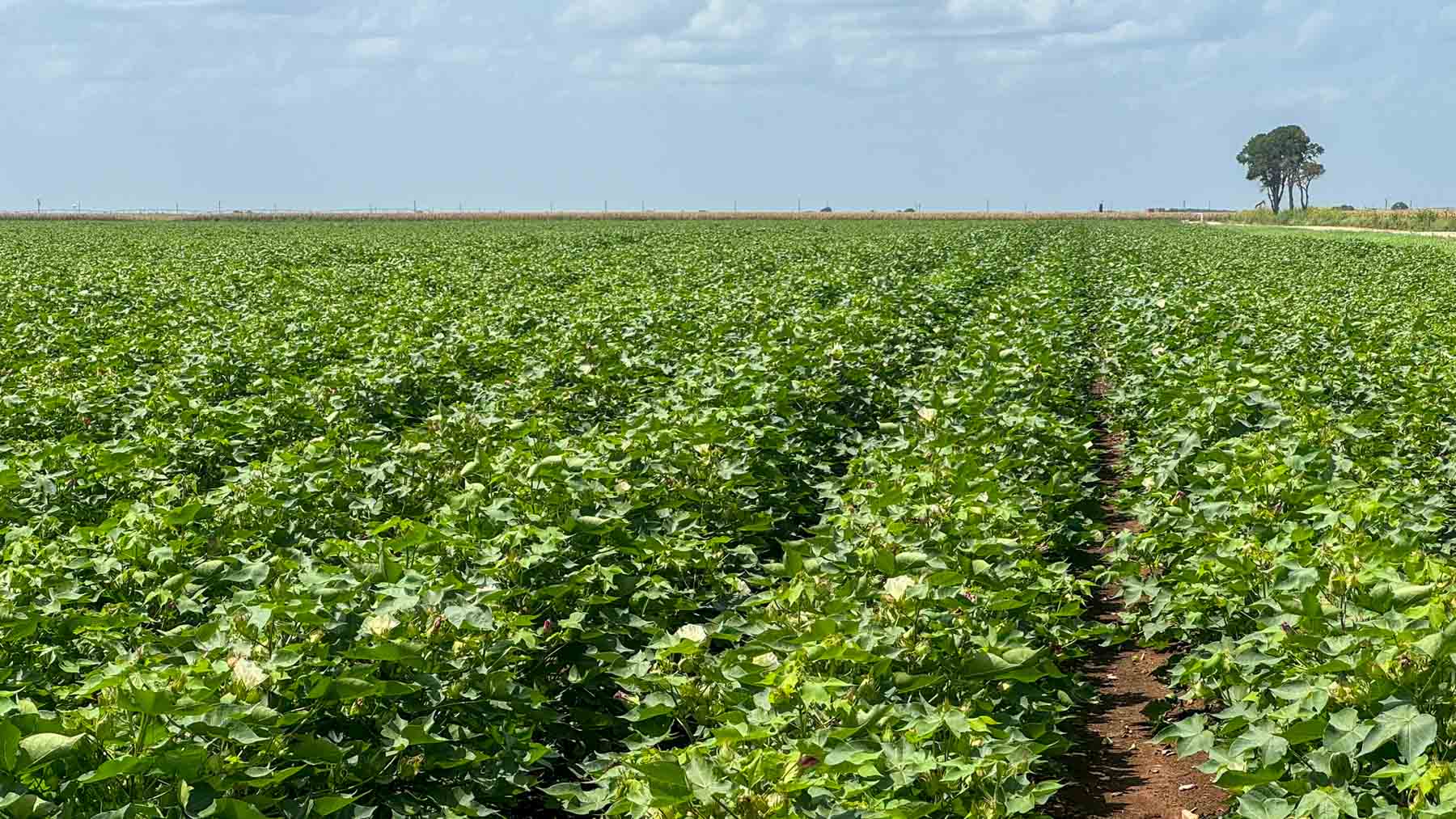 Sims Lane Irrigated Farm property picture 25 of 26