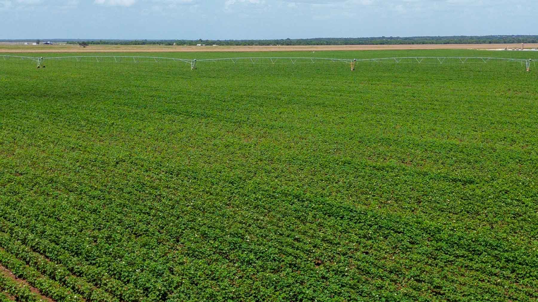 Sims Lane Irrigated Farm property picture 19 of 26