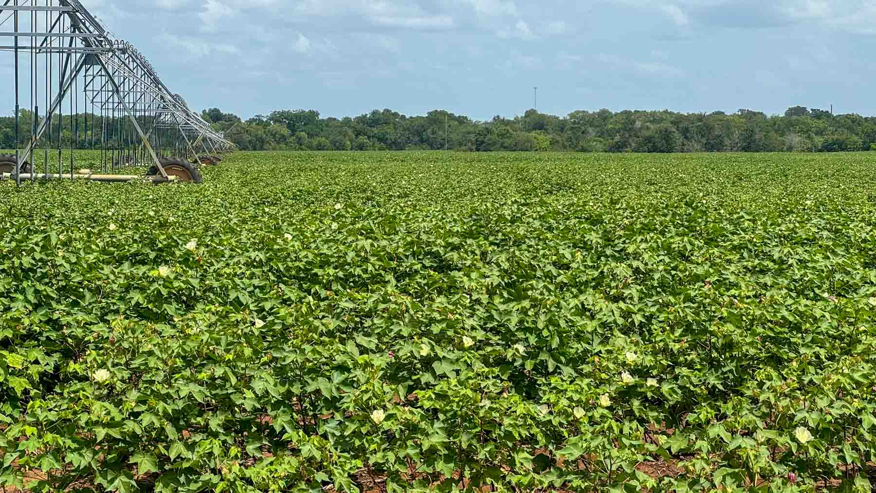 Sims Lane Irrigated Farm property picture 24 of 26