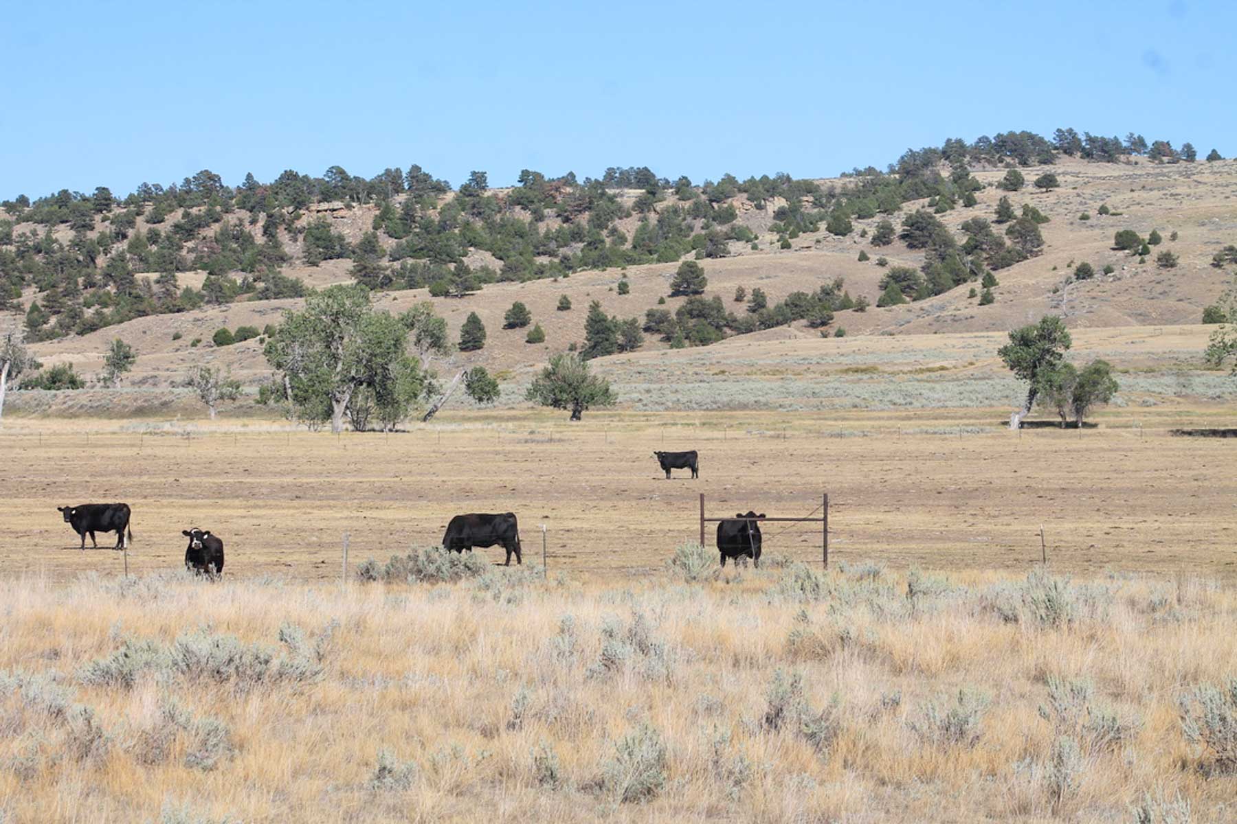 M Spear Ranch property picture 7 of 92