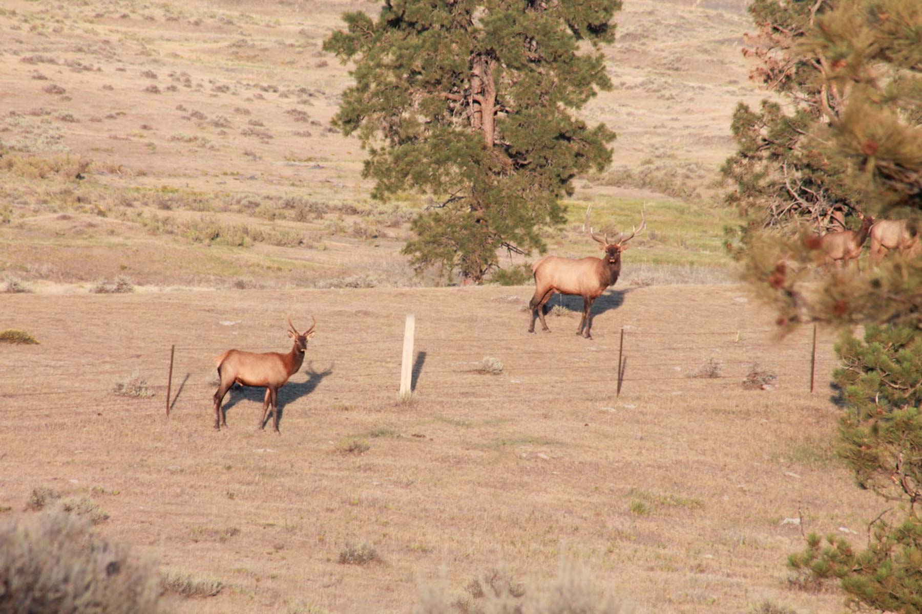 M Spear Ranch property picture 64 of 92