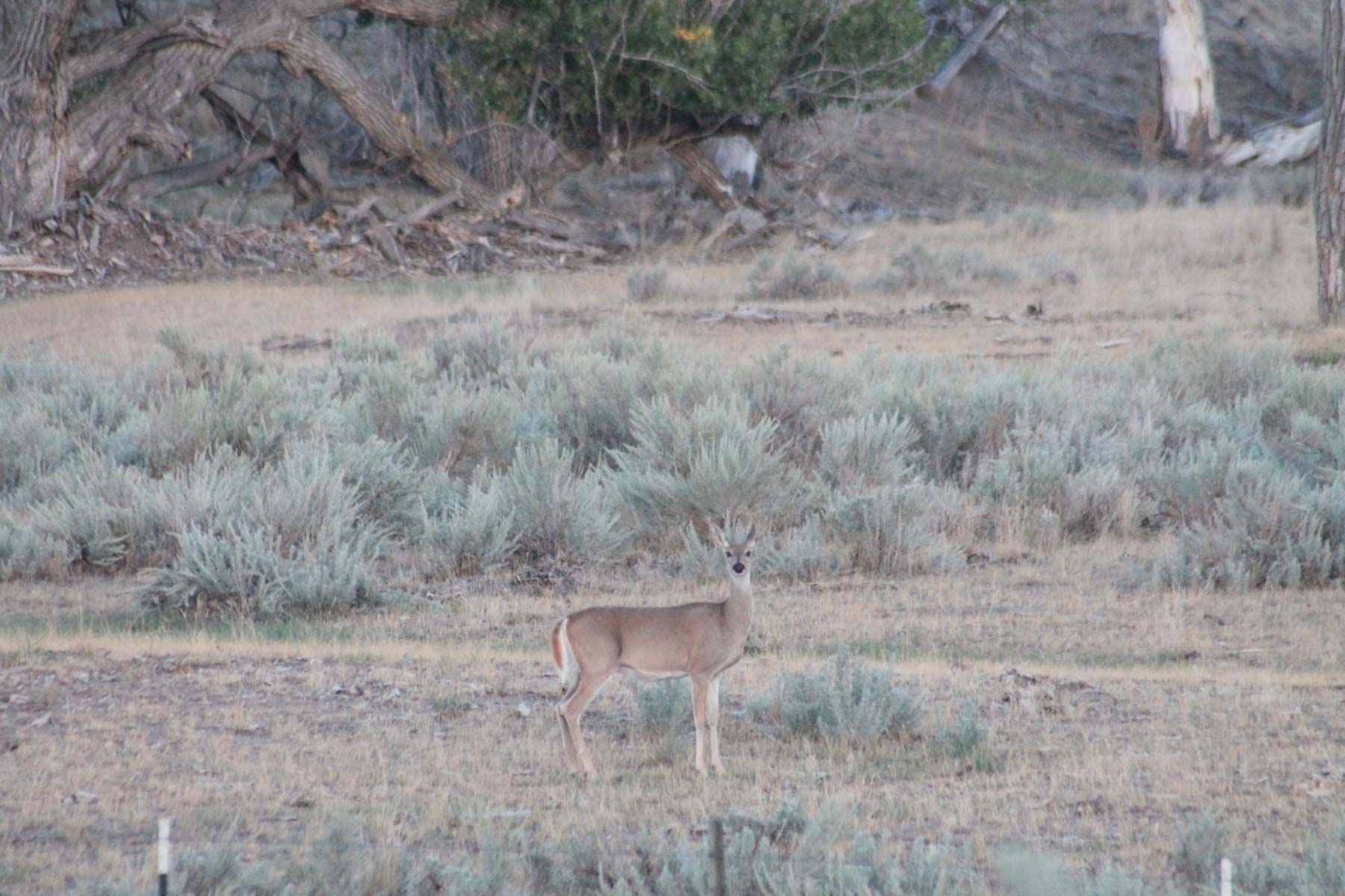 M Spear Ranch property picture 27 of 92