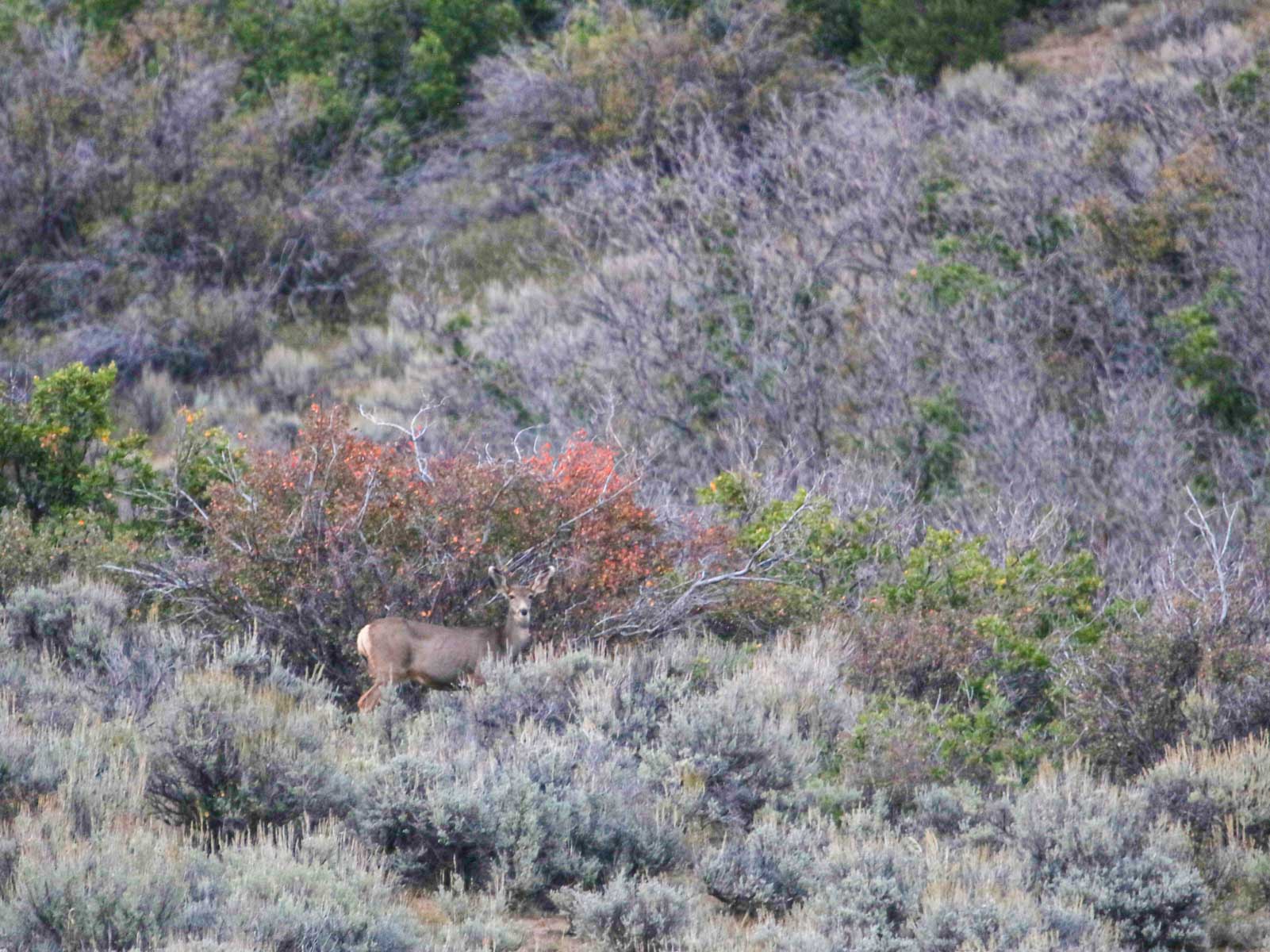 Hogback Hunting Ranch property picture 34 of 87