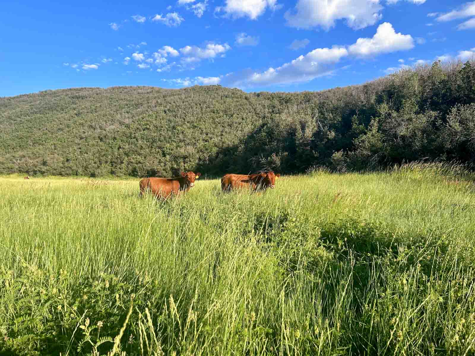 Hogback Hunting Ranch property picture 17 of 87