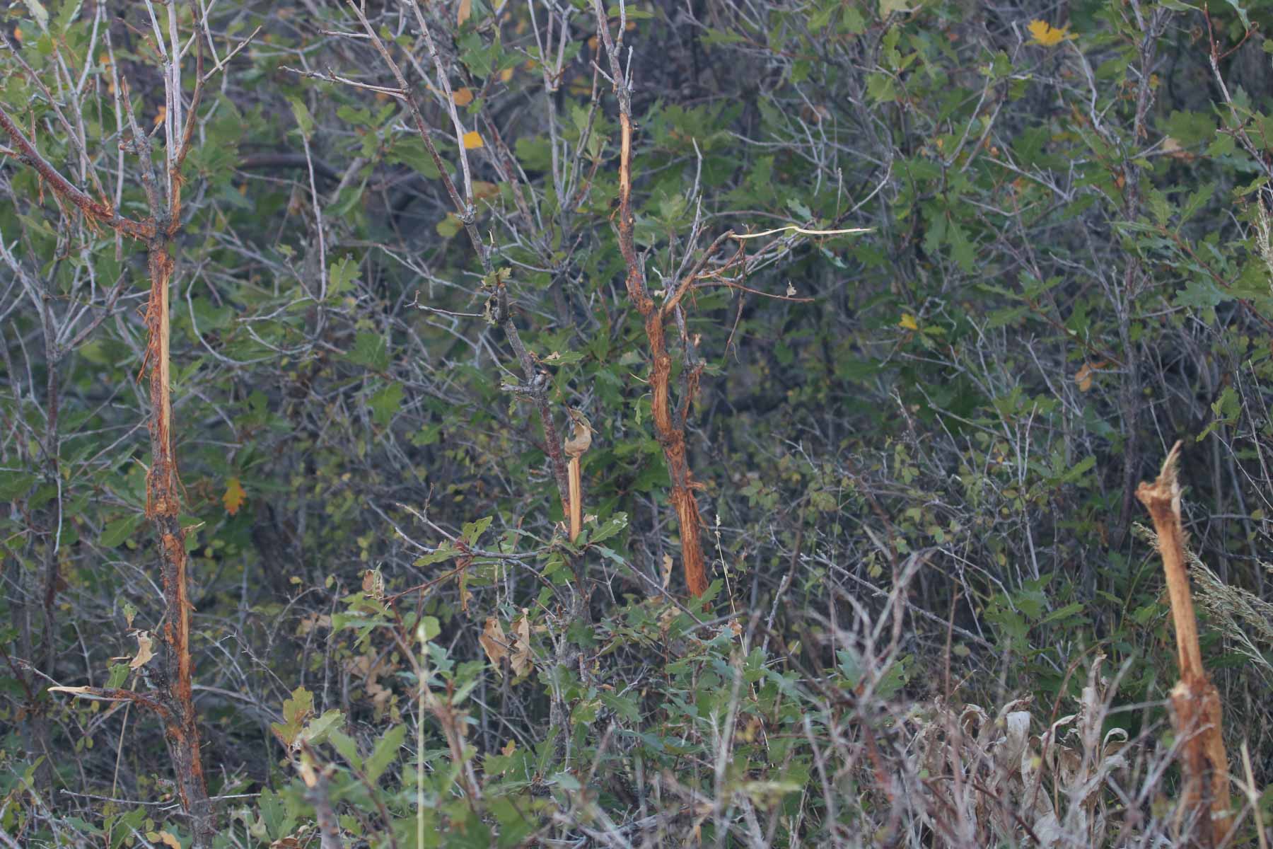 Hogback Hunting Ranch property picture 40 of 87