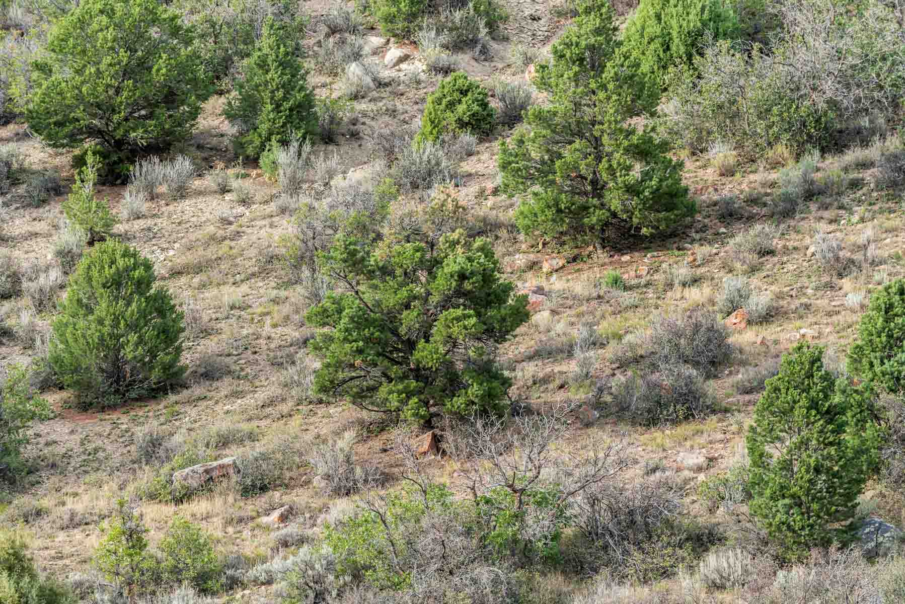 Hogback Hunting Ranch property picture 86 of 87