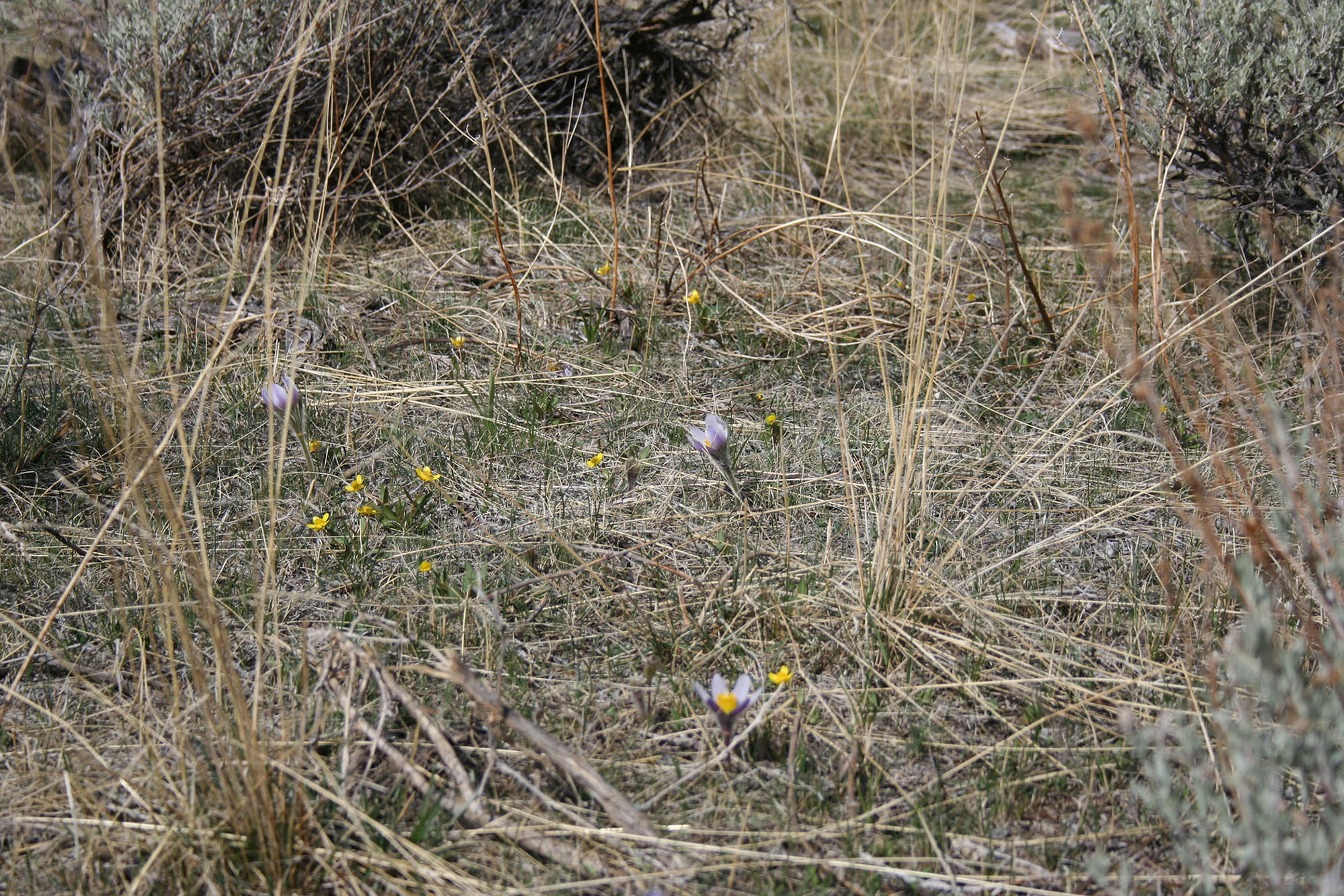 Shane Ridge Preserve property picture 50 of 59