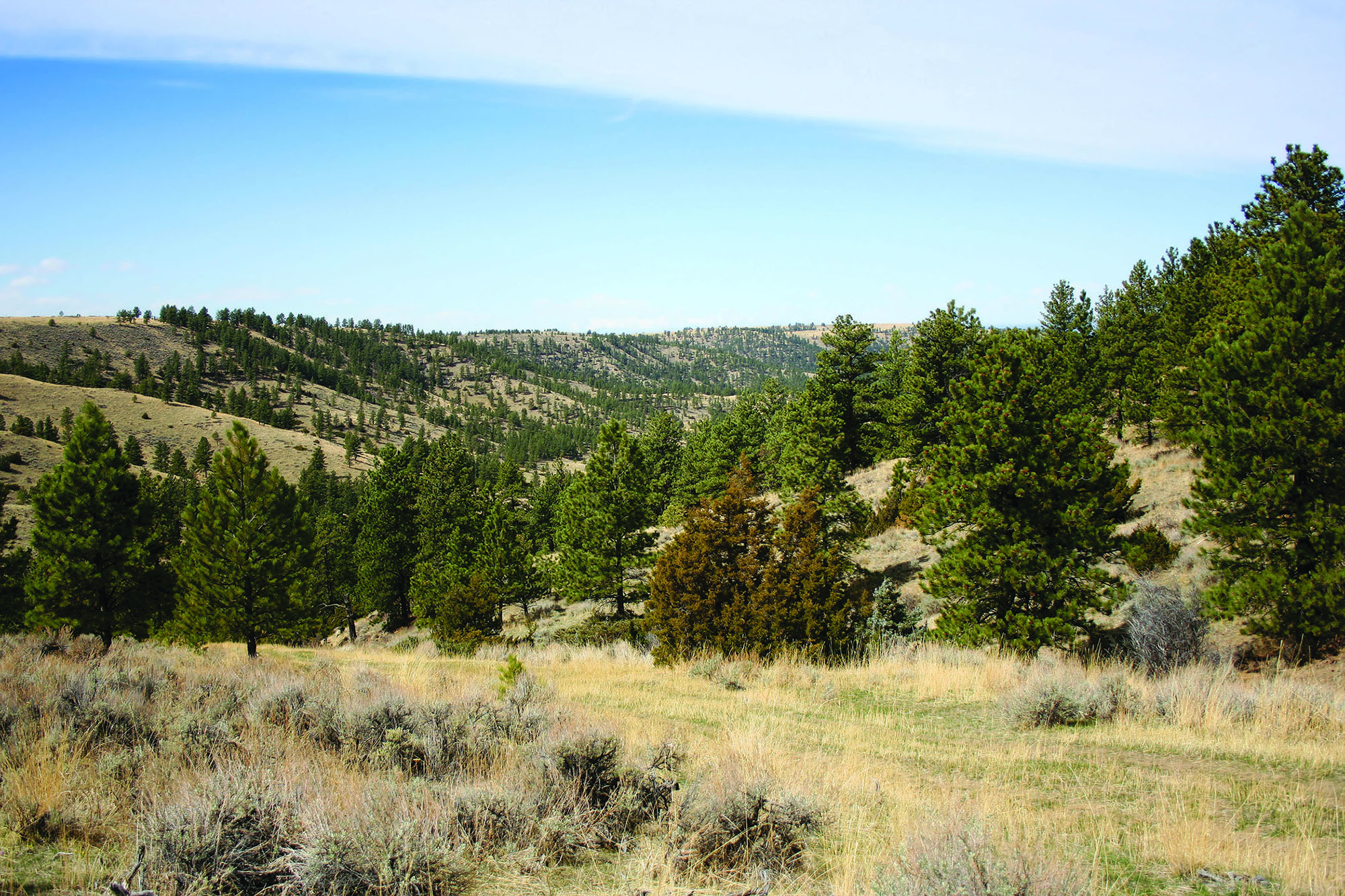 Shane Ridge Preserve property picture 49 of 59