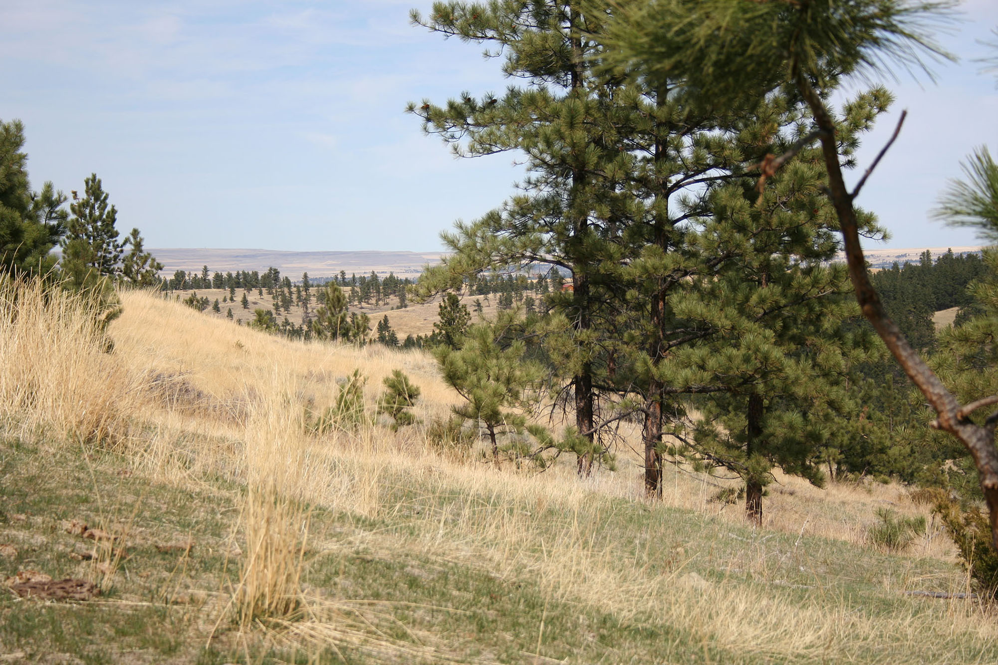 Shane Ridge Preserve property picture 46 of 59