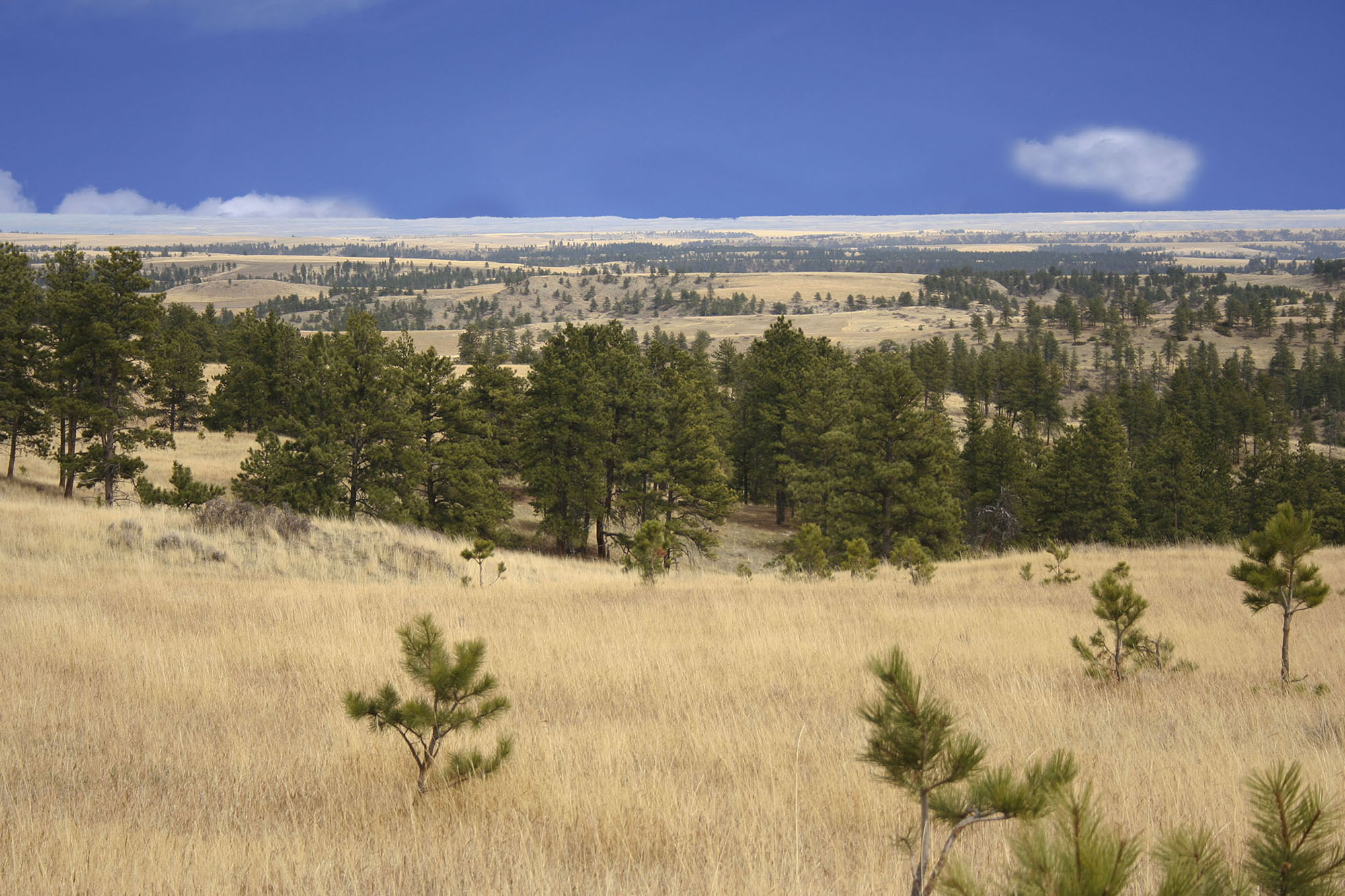 Shane Ridge Preserve property picture 45 of 59