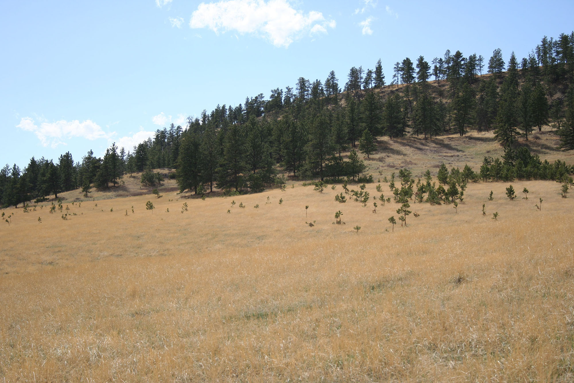 Shane Ridge Preserve property picture 42 of 59