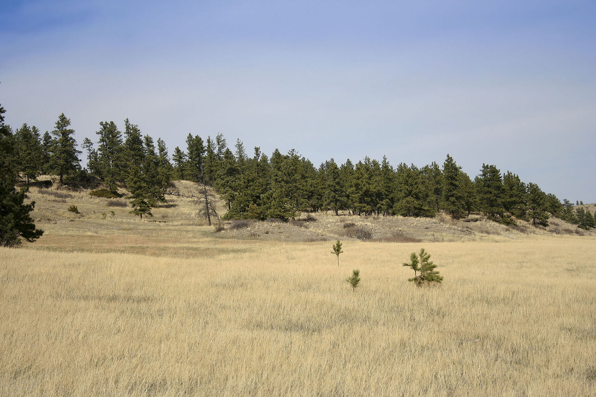 Shane Ridge Preserve property picture 41 of 59