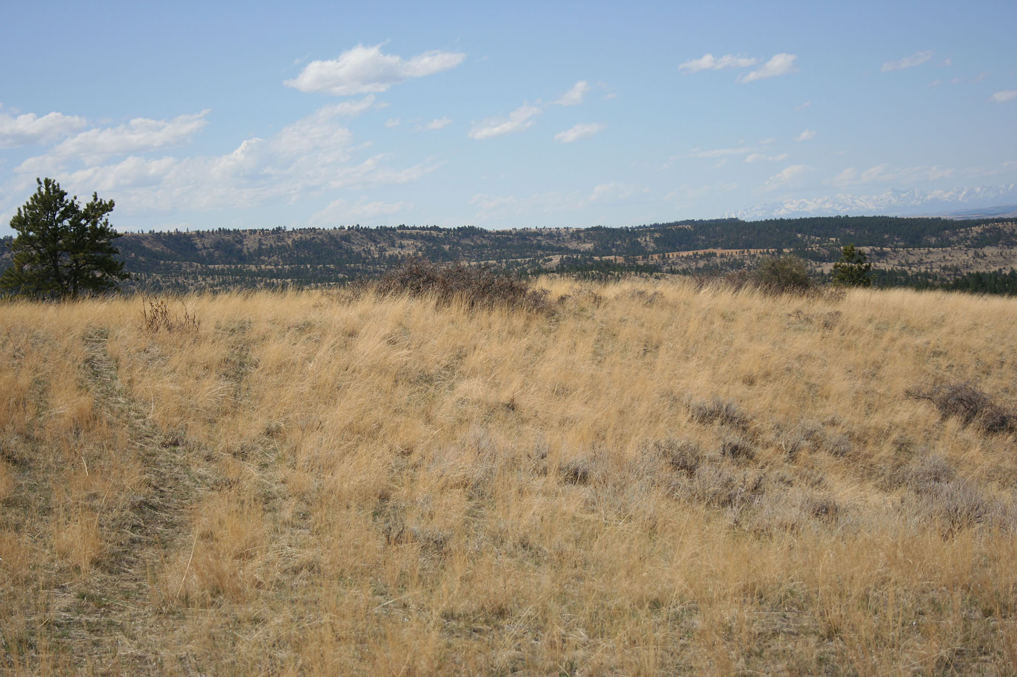 Shane Ridge Preserve property picture 39 of 59