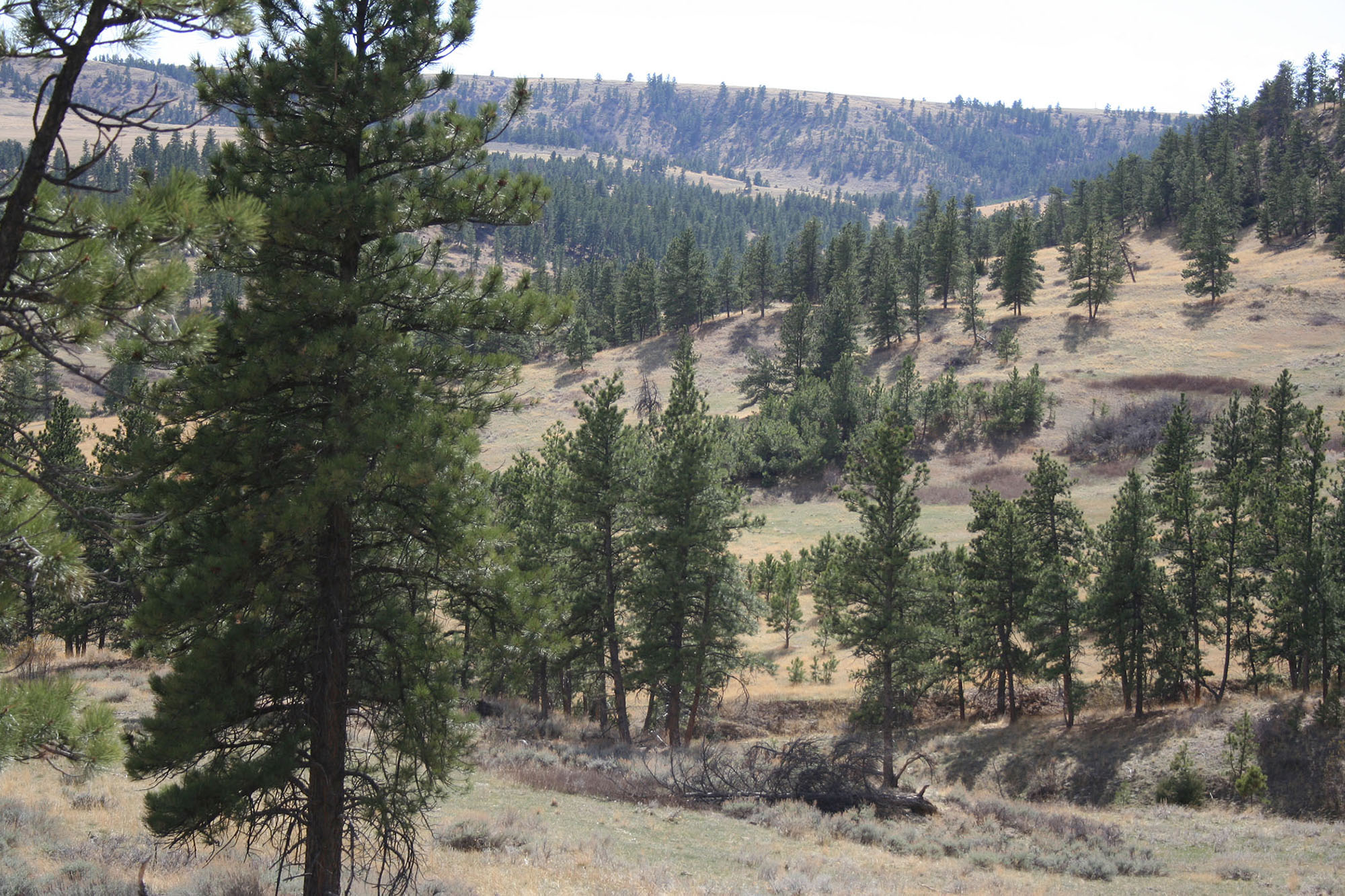 Shane Ridge Preserve property picture 38 of 59