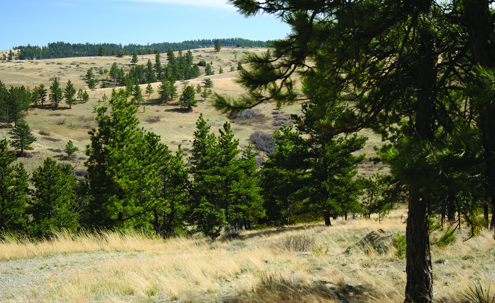 Shane Ridge Preserve property picture 37 of 59