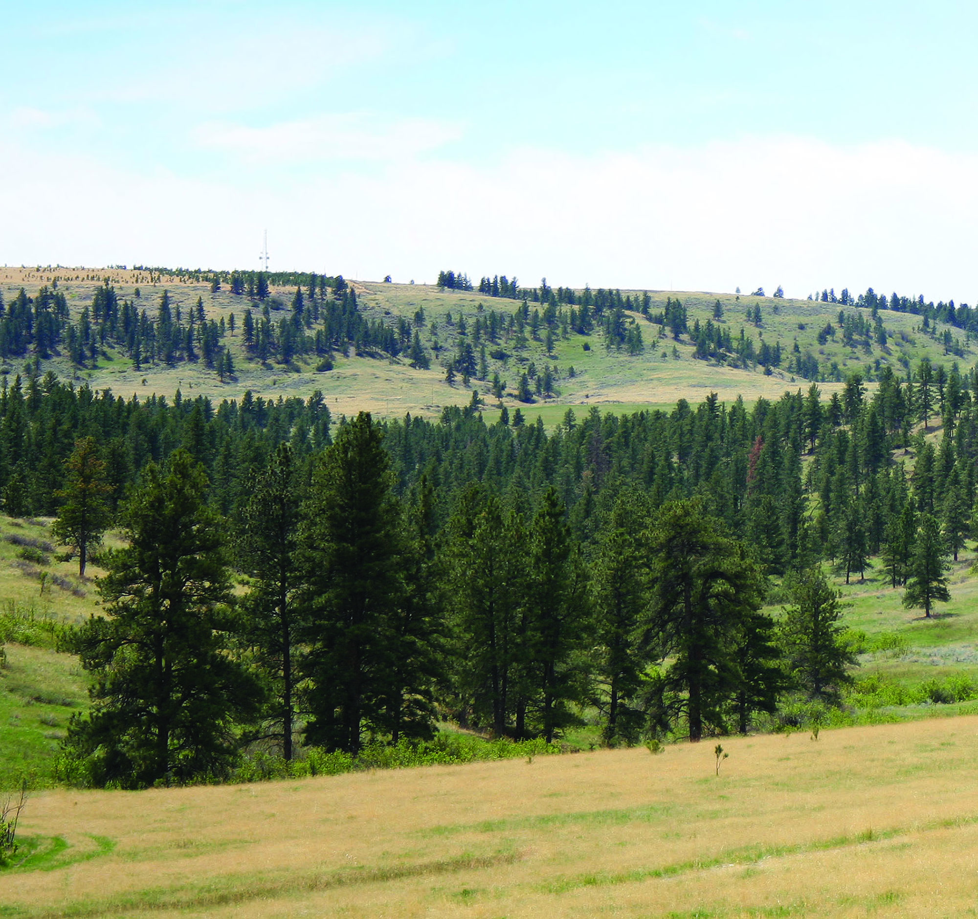 Shane Ridge Preserve property picture 31 of 59