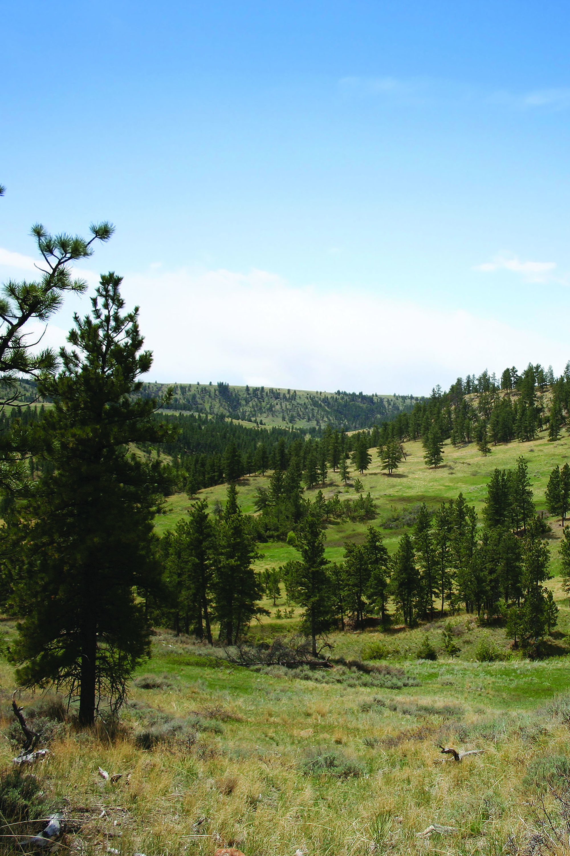 Shane Ridge Preserve property picture 28 of 59