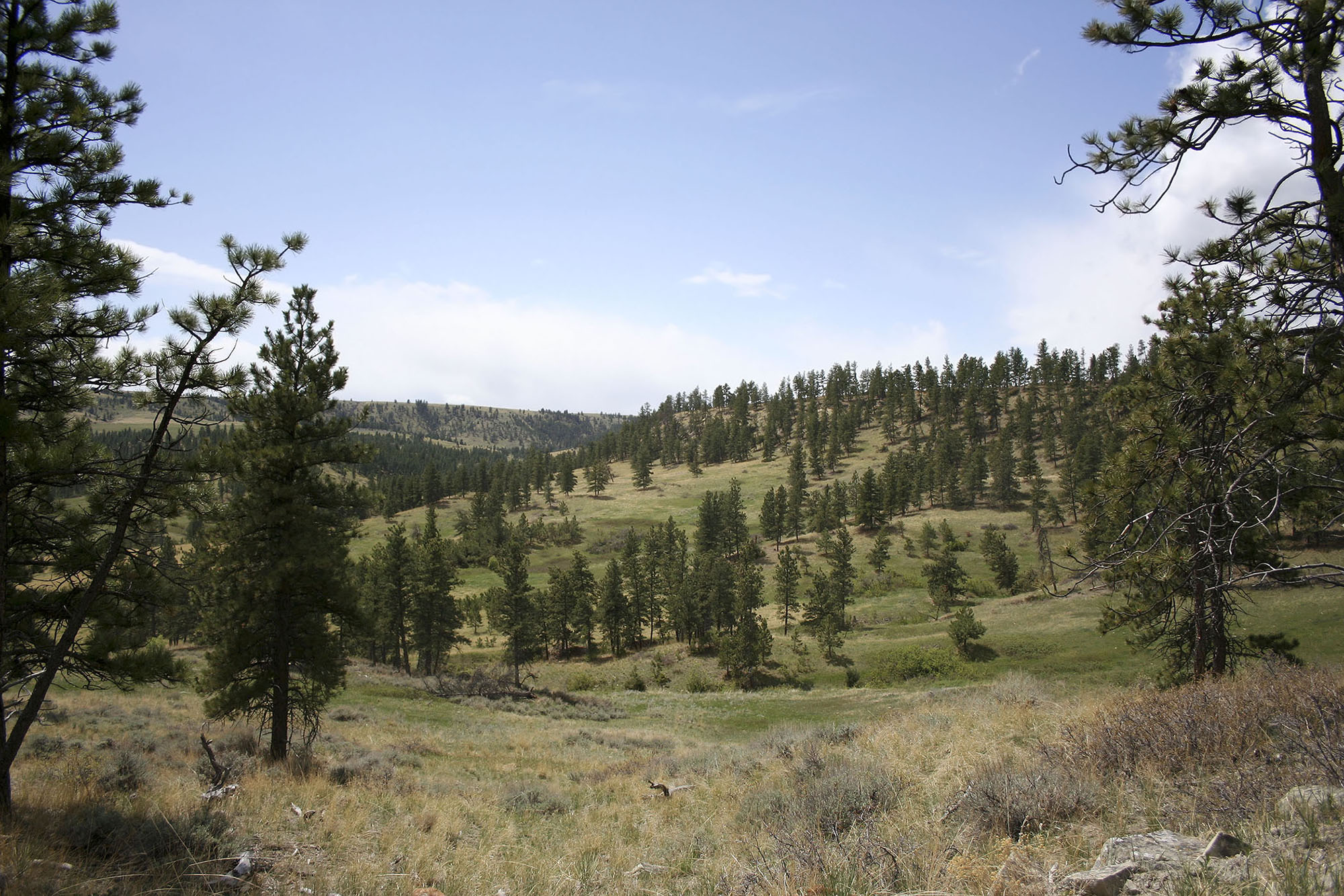 Shane Ridge Preserve property picture 27 of 59