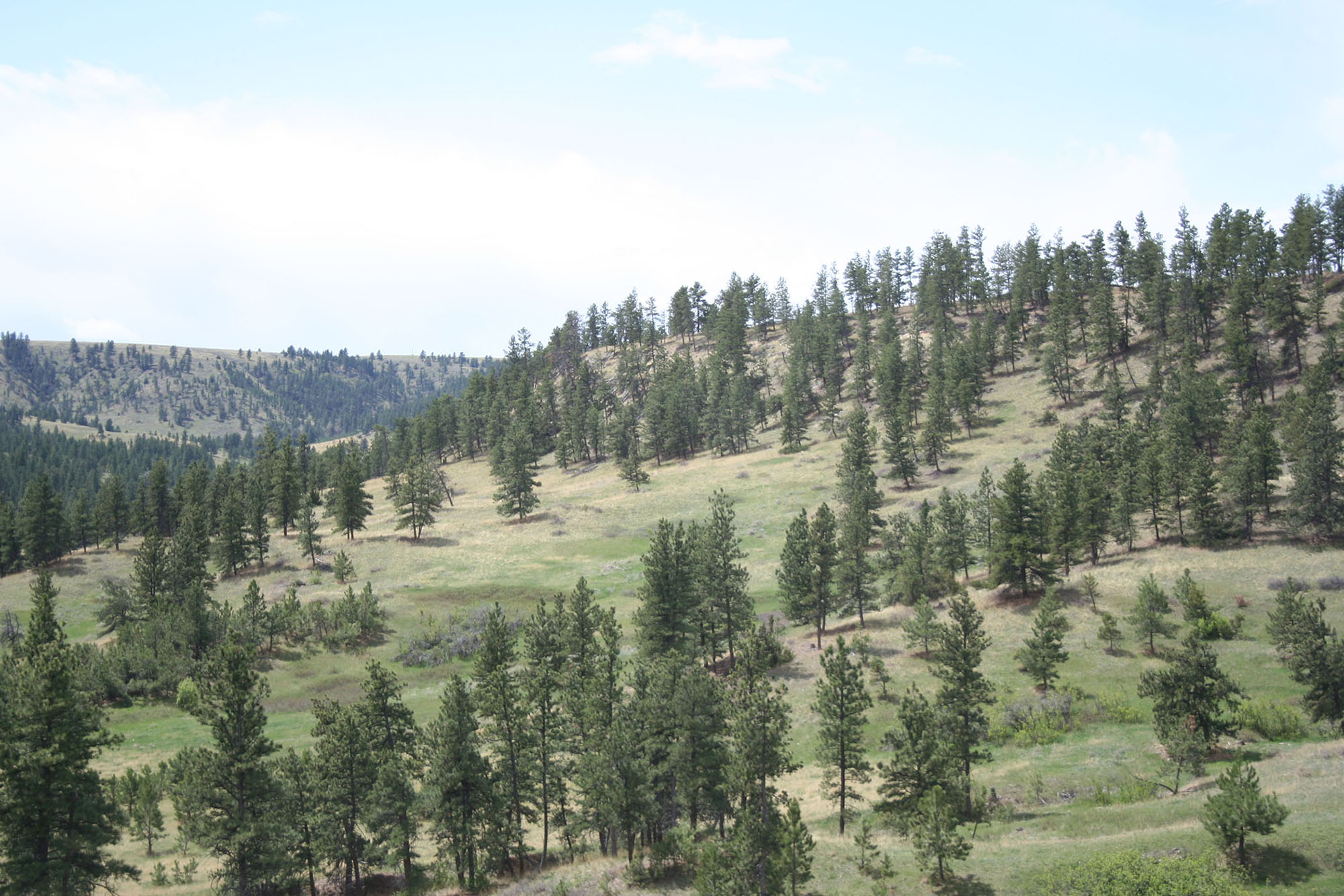 Shane Ridge Preserve property picture 26 of 59