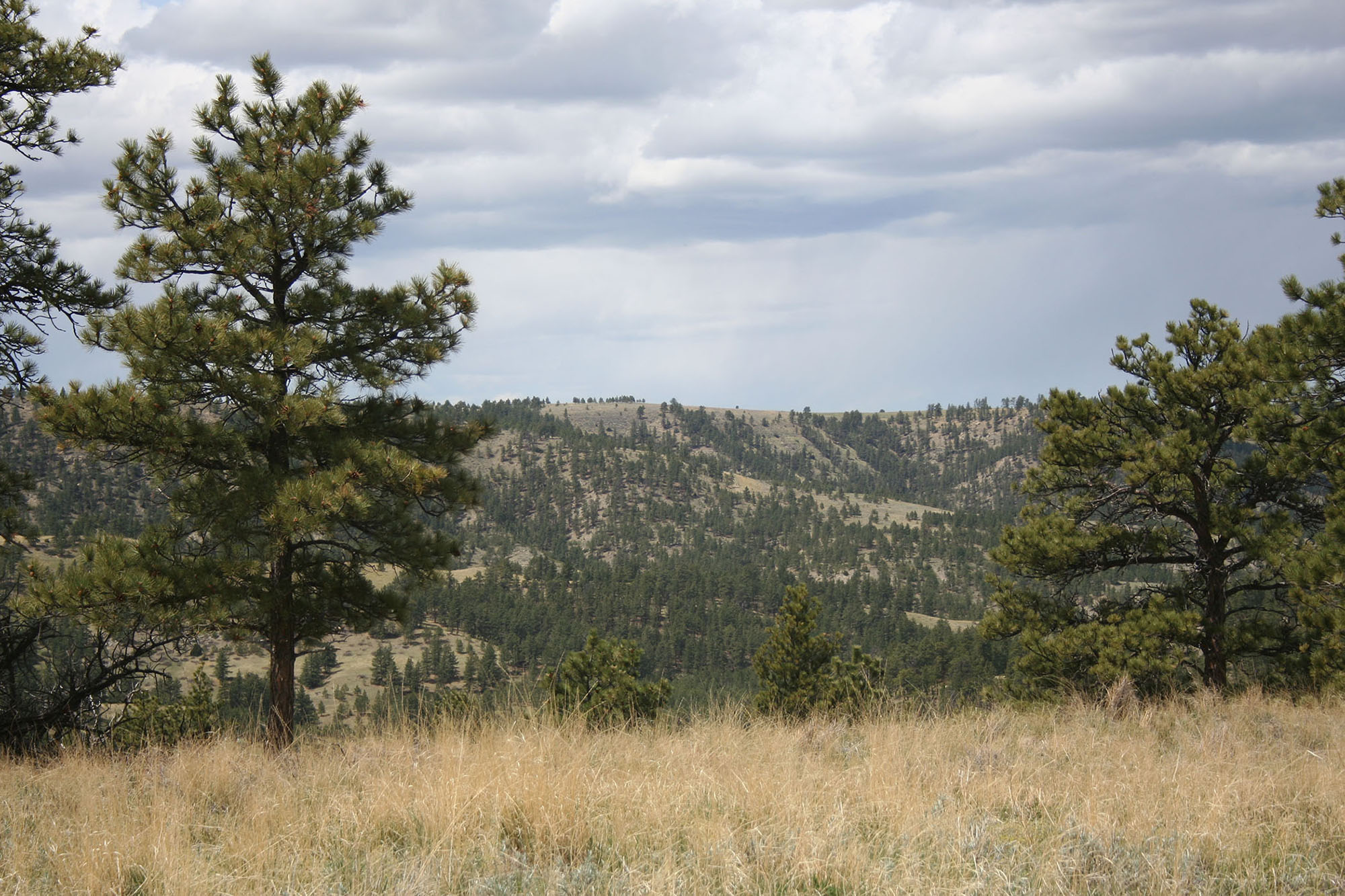 Shane Ridge Preserve property picture 21 of 59