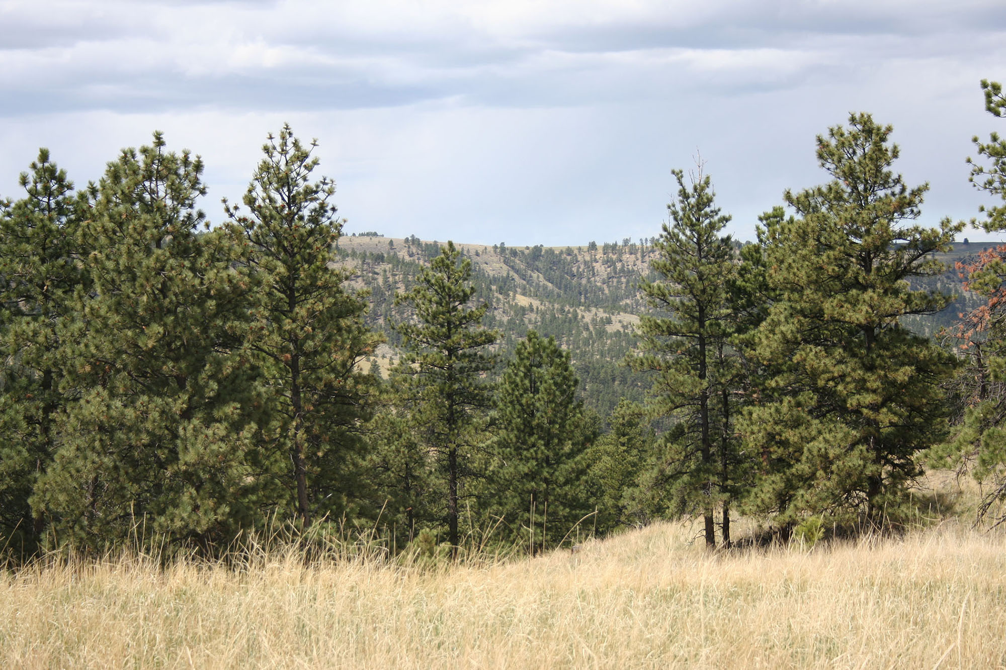 Shane Ridge Preserve property picture 58 of 59