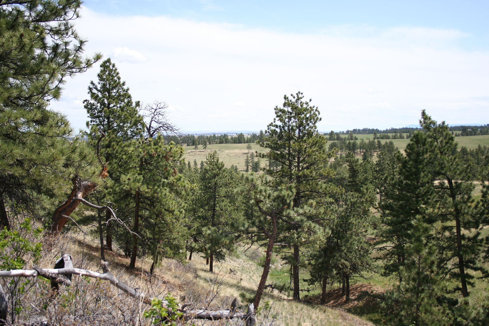 Shane Ridge Preserve property picture 18 of 59