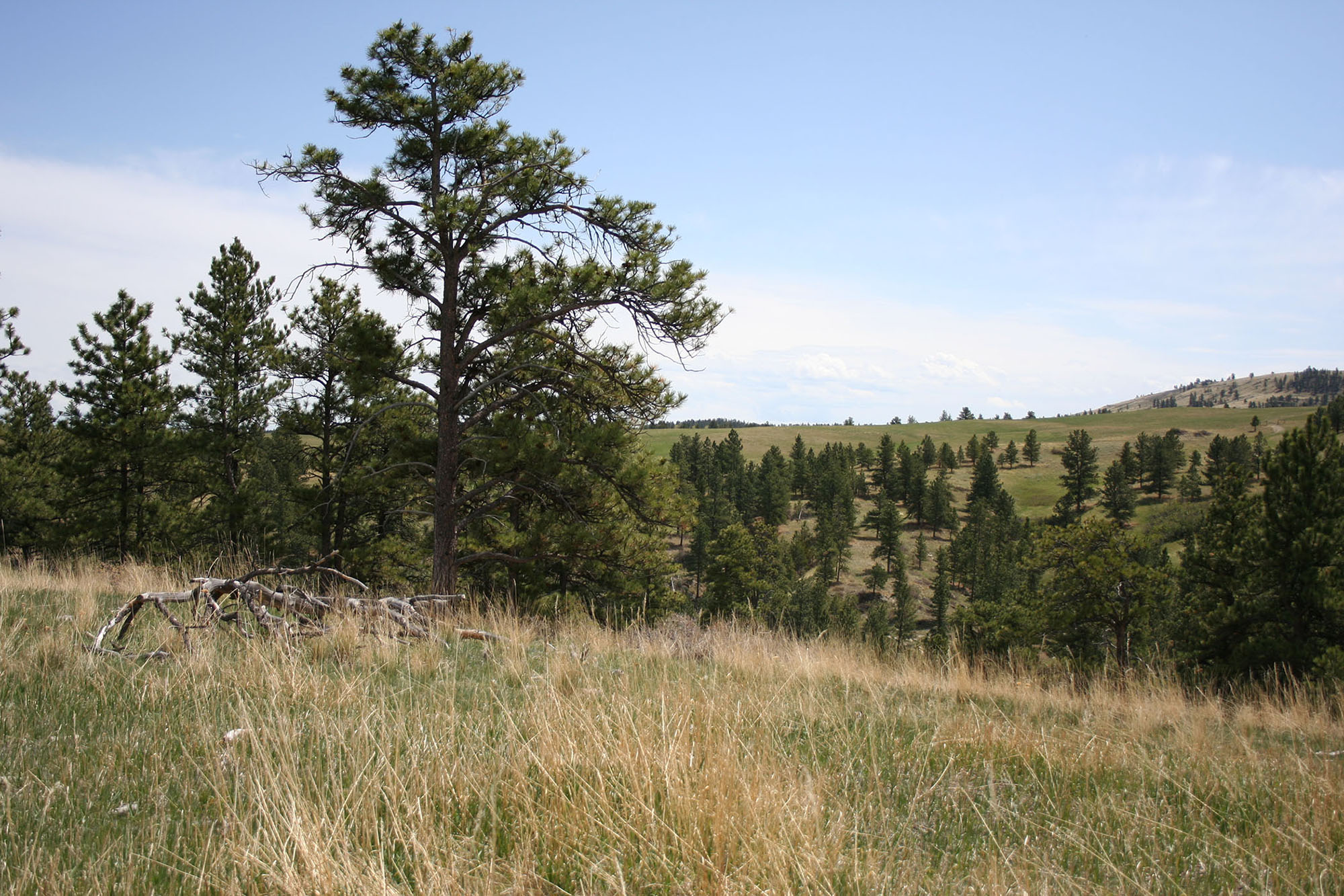 Shane Ridge Preserve property picture 17 of 59