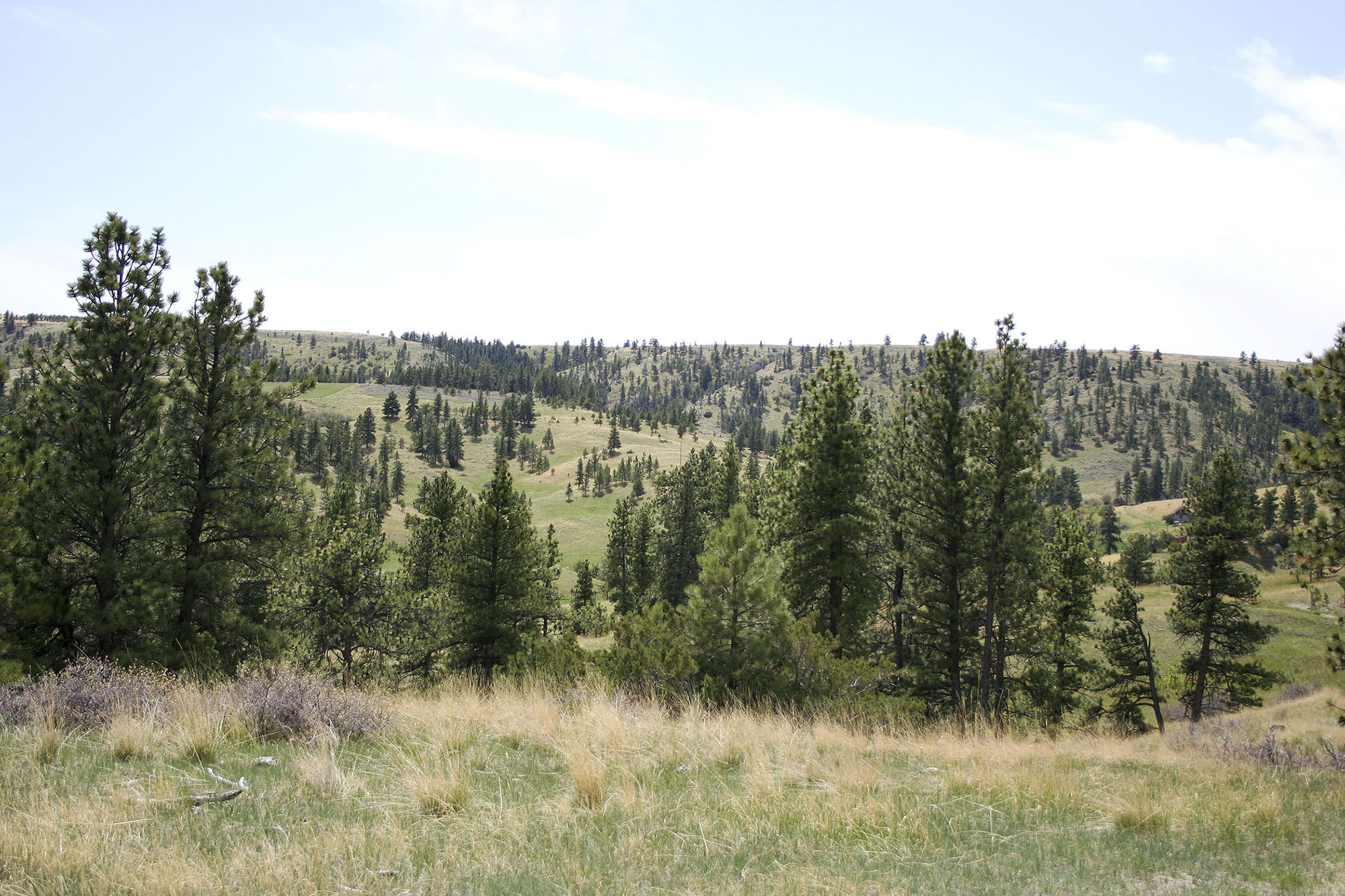 Shane Ridge Preserve property picture 16 of 59