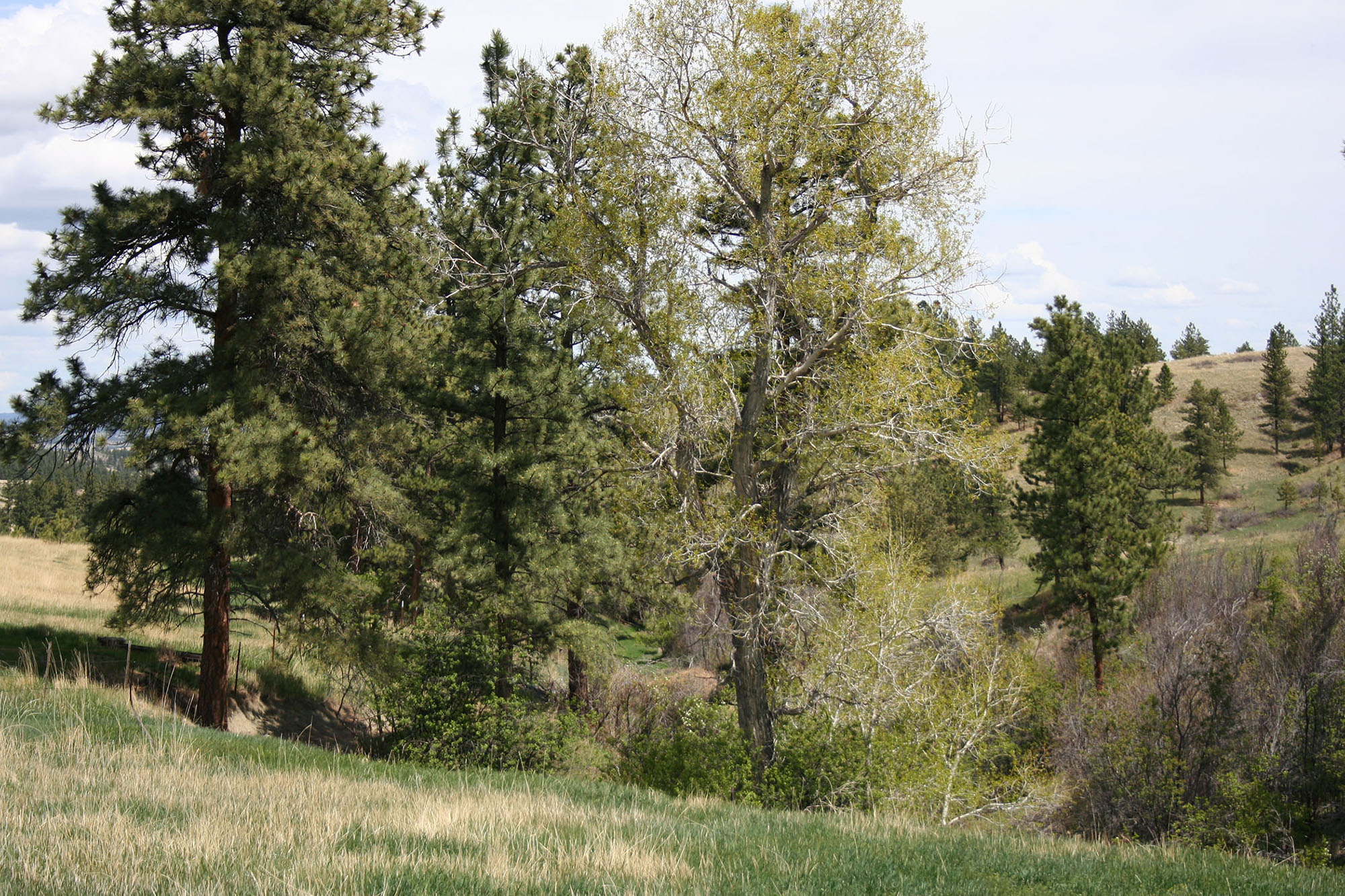 Shane Ridge Preserve property picture 13 of 59