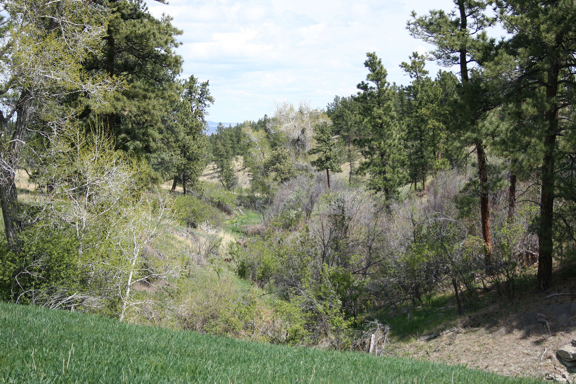 Shane Ridge Preserve property picture 12 of 59