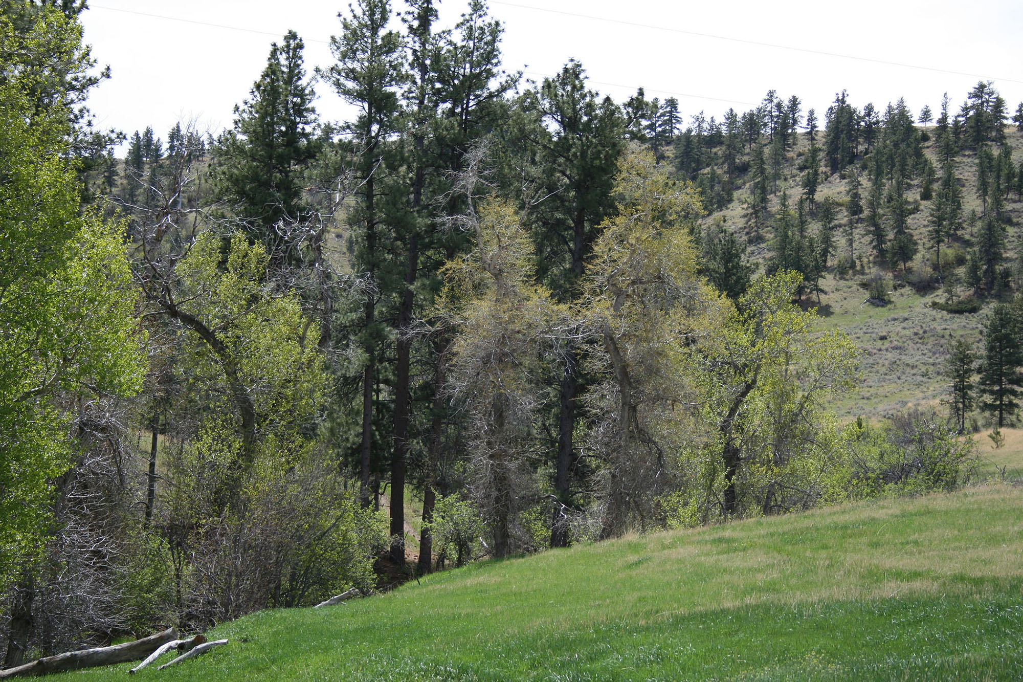 Shane Ridge Preserve property picture 10 of 59