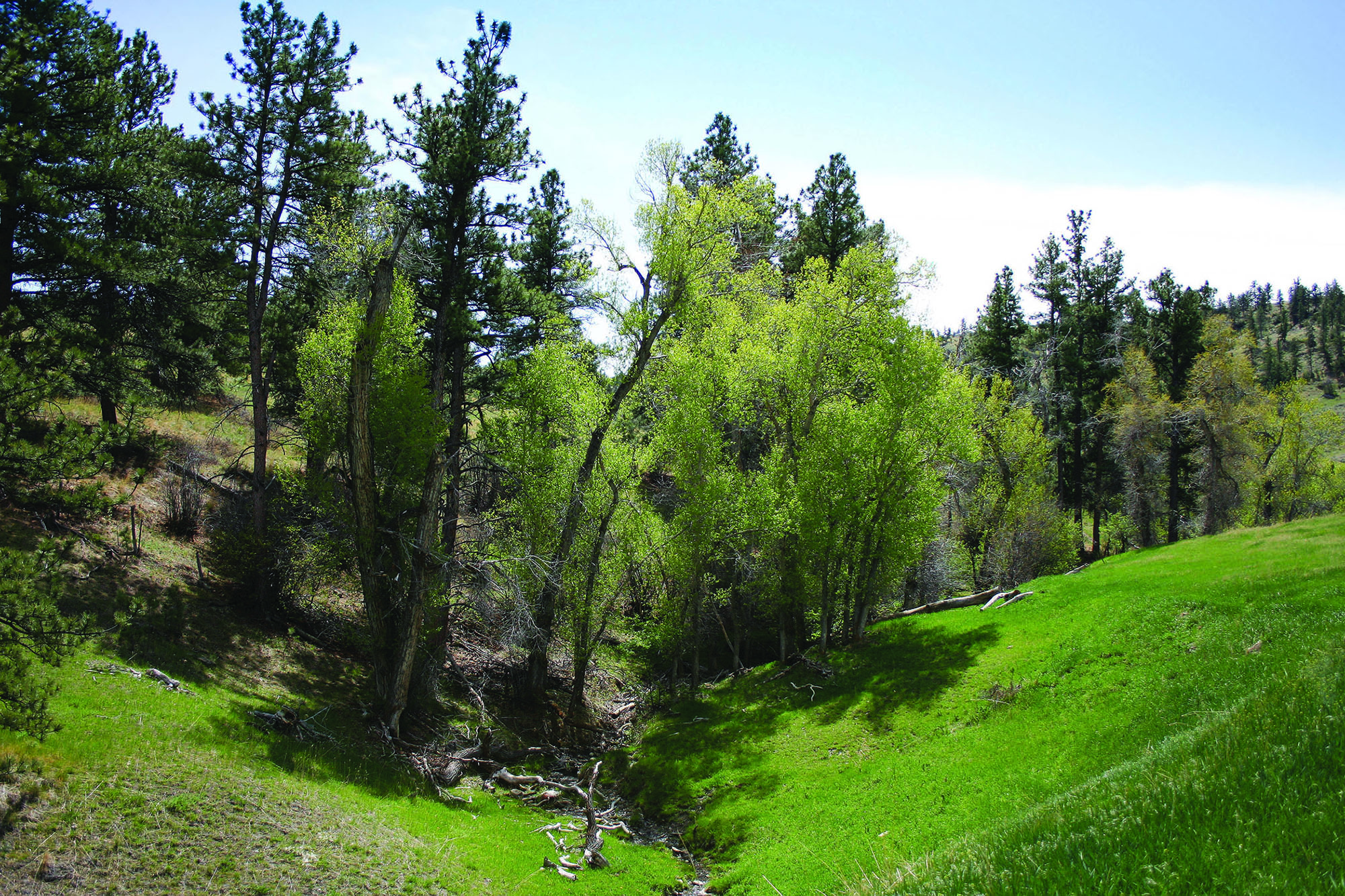 Shane Ridge Preserve property picture 9 of 59