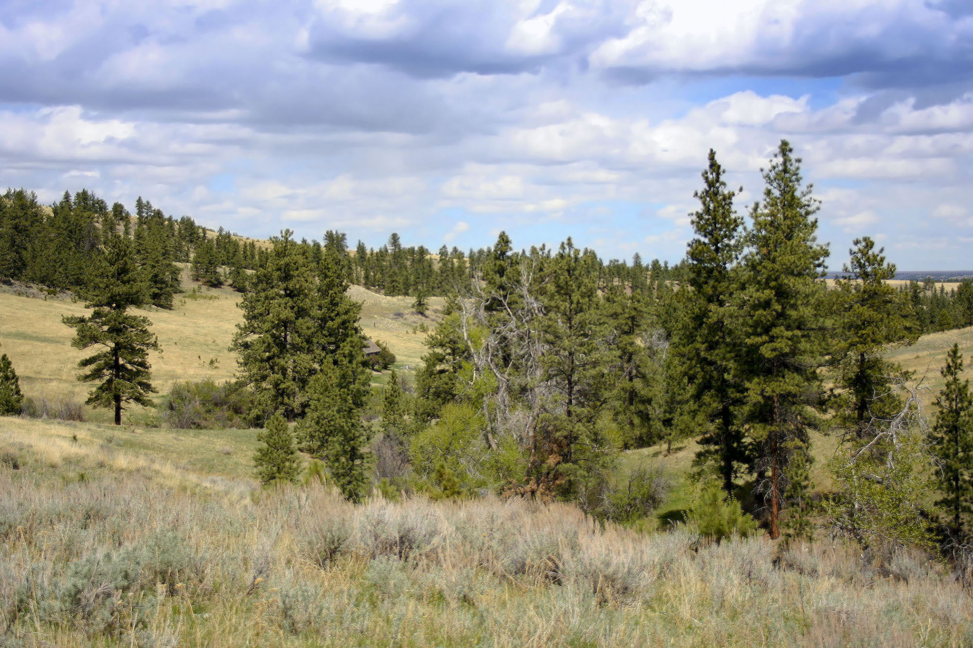 Shane Ridge Preserve property picture 7 of 59