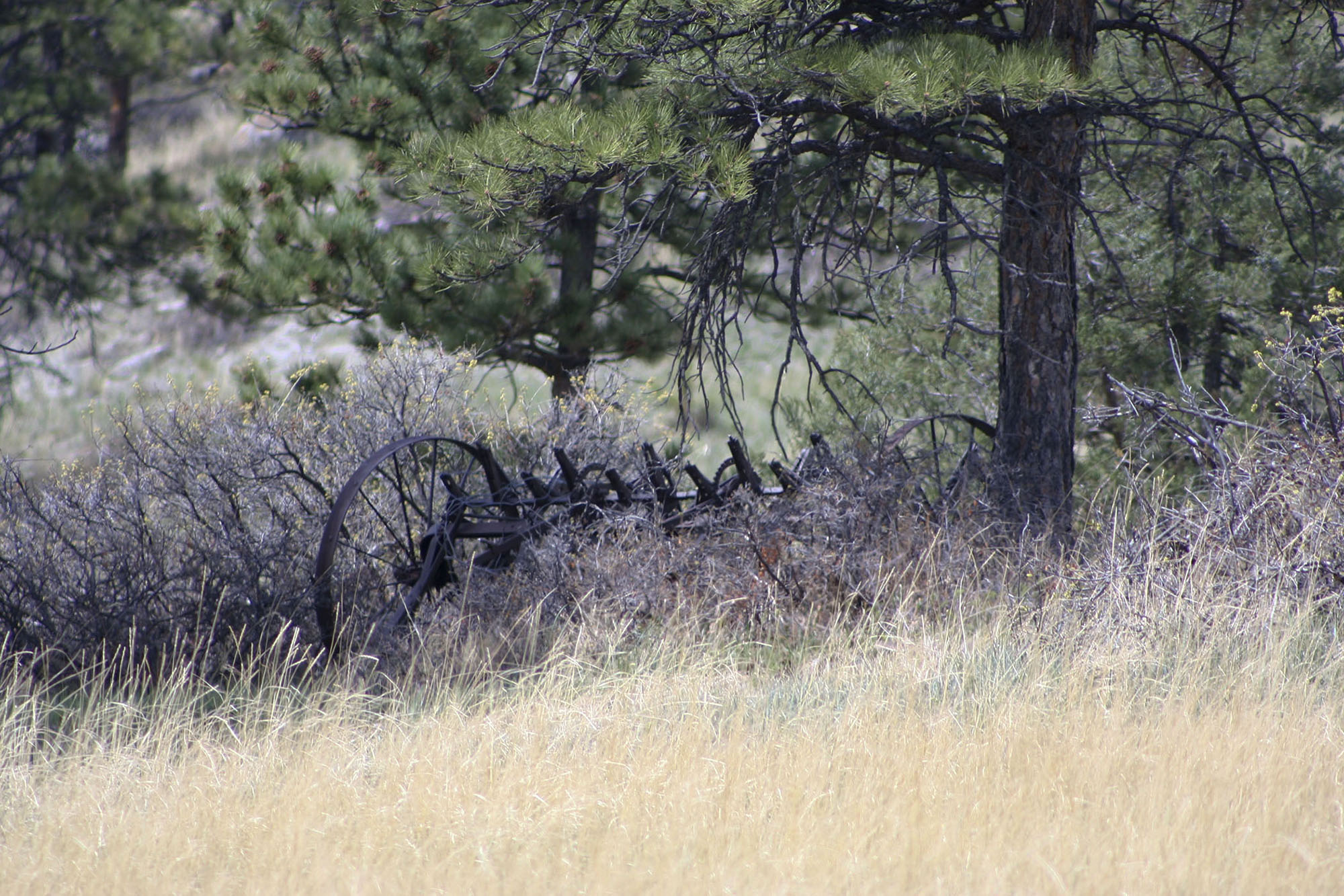 Shane Ridge Preserve property picture 3 of 59