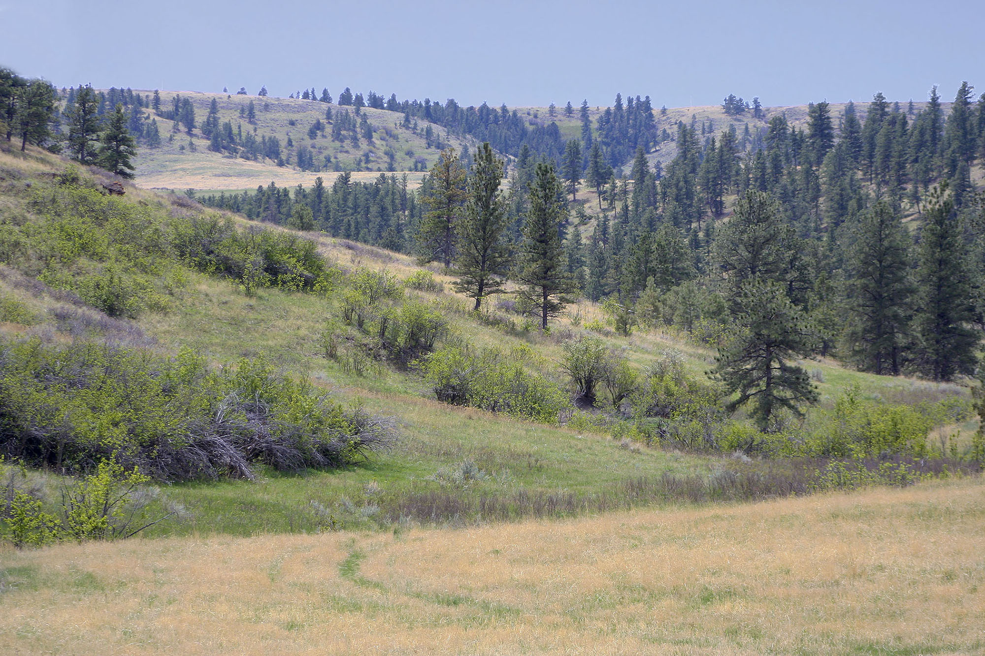 Shane Ridge Preserve property picture 2 of 59