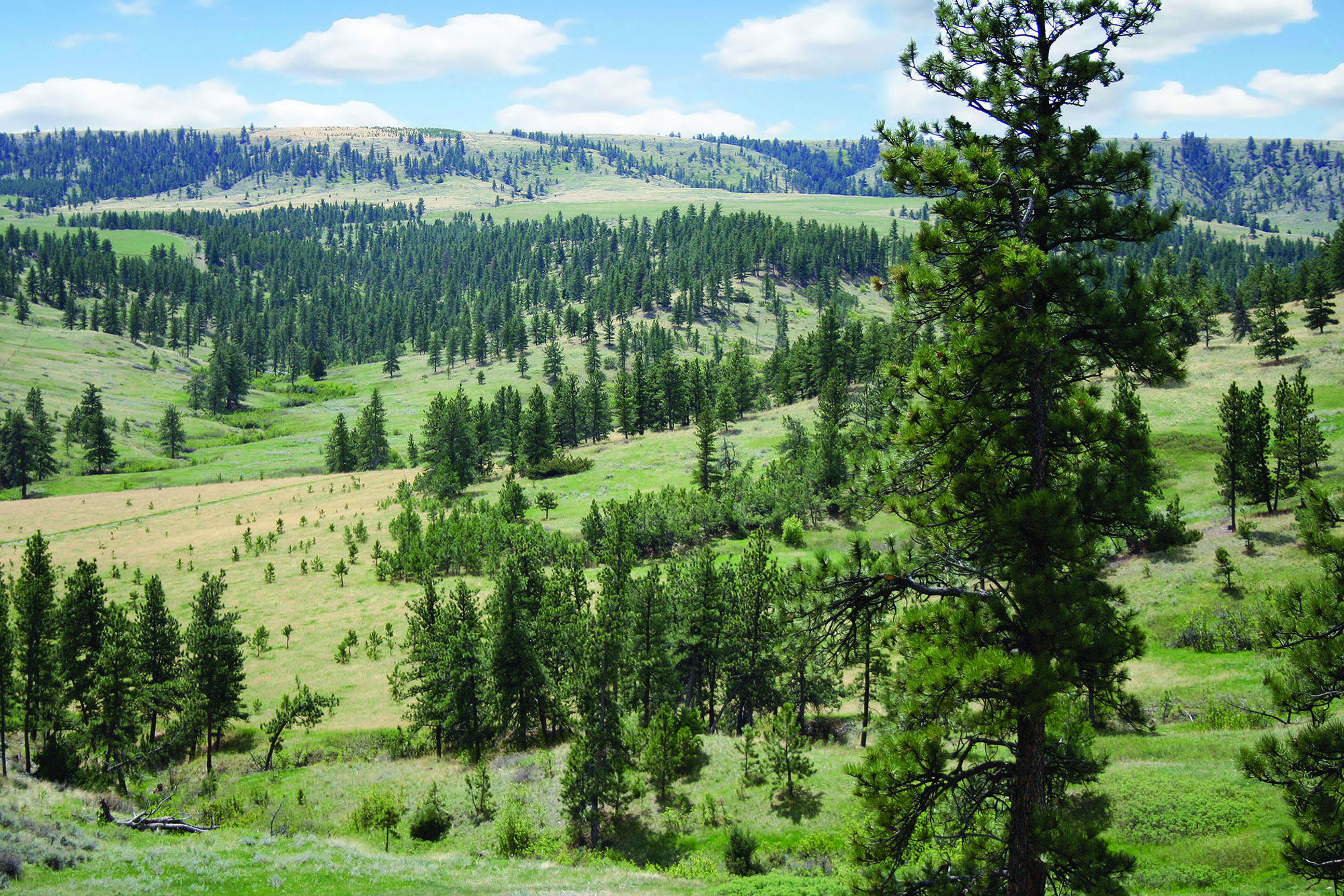 Shane Ridge Preserve property picture 57 of 59