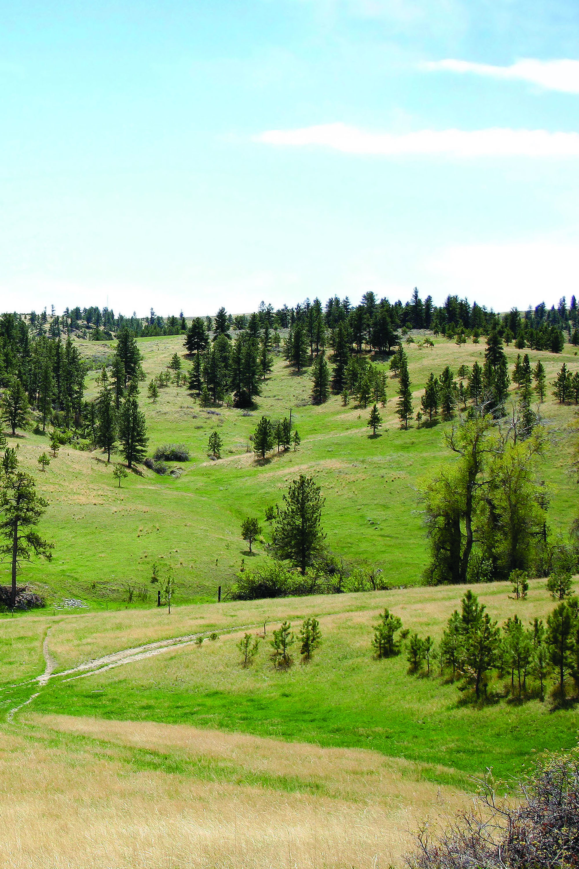 Shane Ridge Preserve property picture 59 of 59